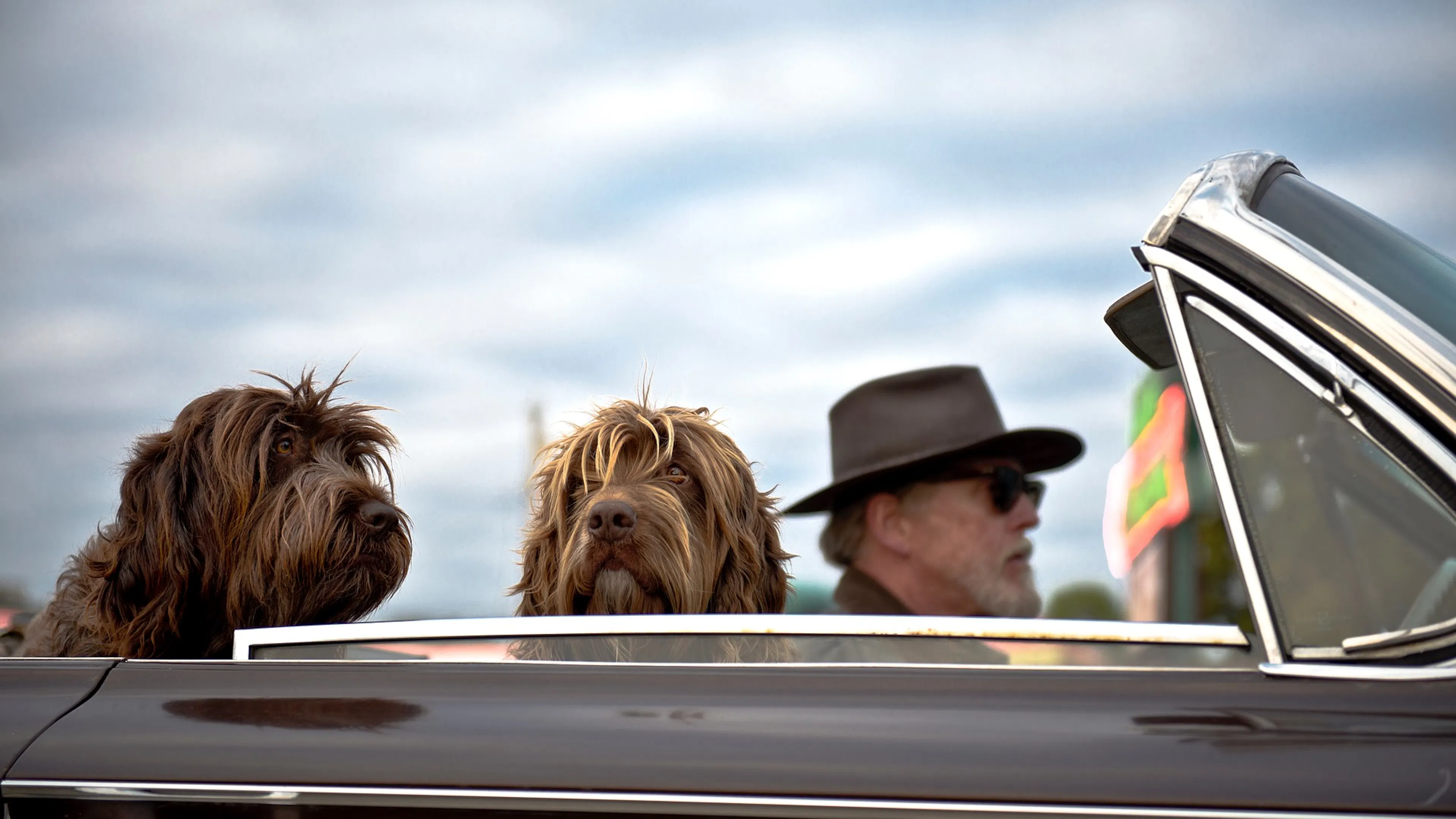two dogs in car with man with beard and hat