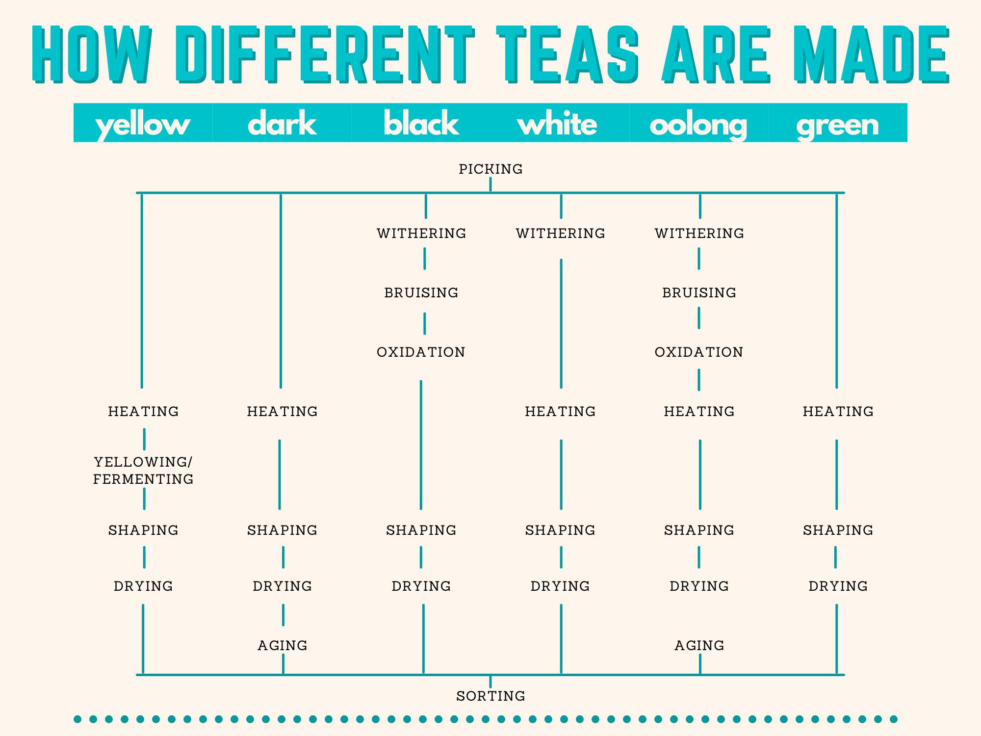 An infographic showing the process of how different kinds of teas are made