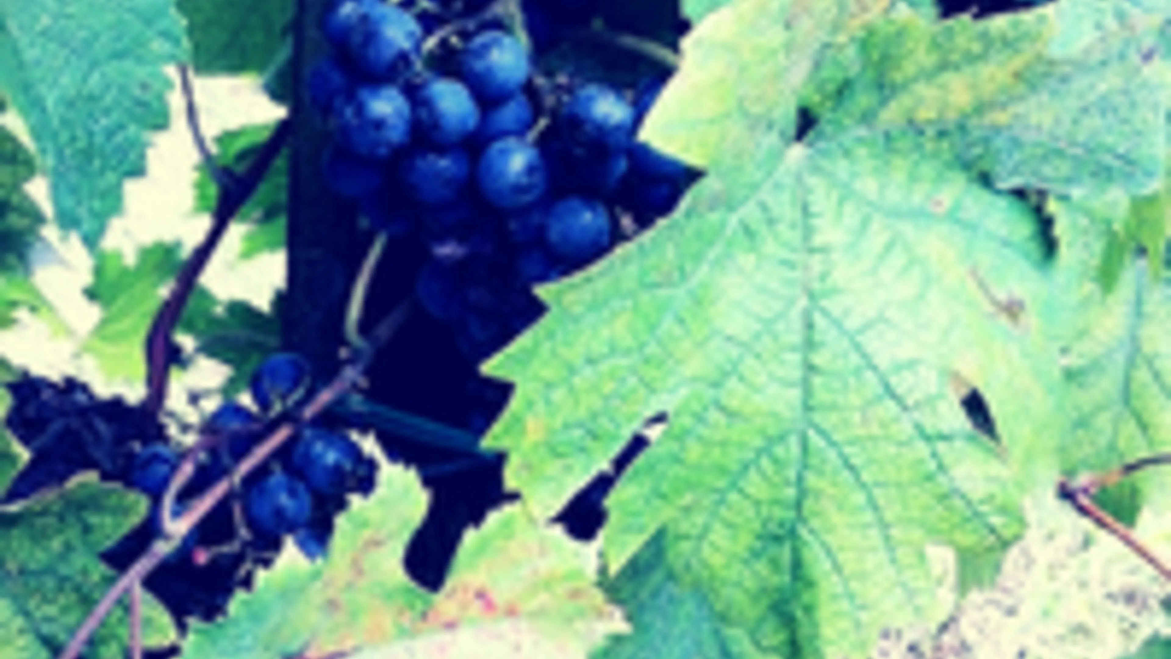 Wine Tasting in and Around Austin