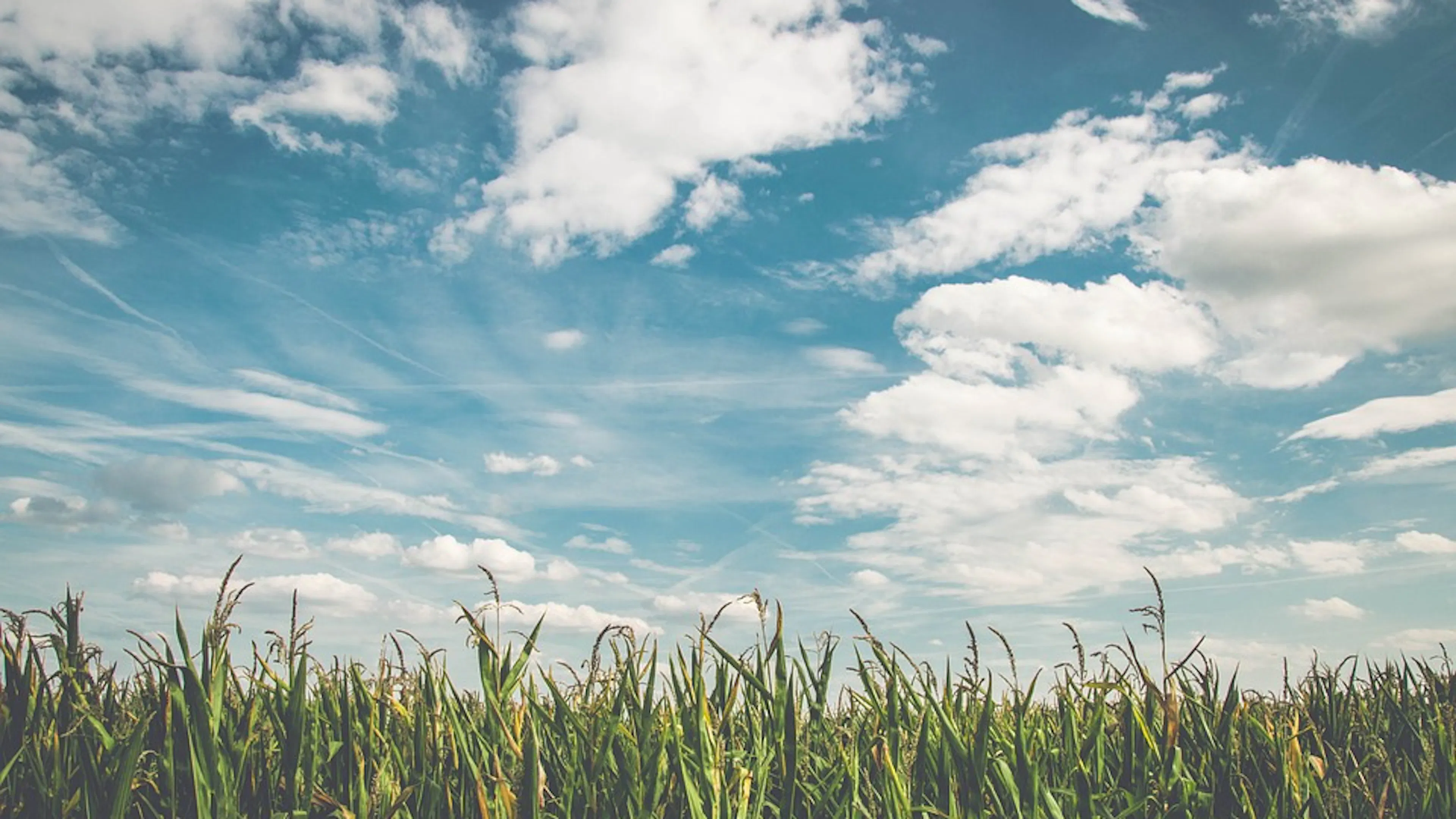A field of corn with stalks reaching into a blue sky dotted with clouds