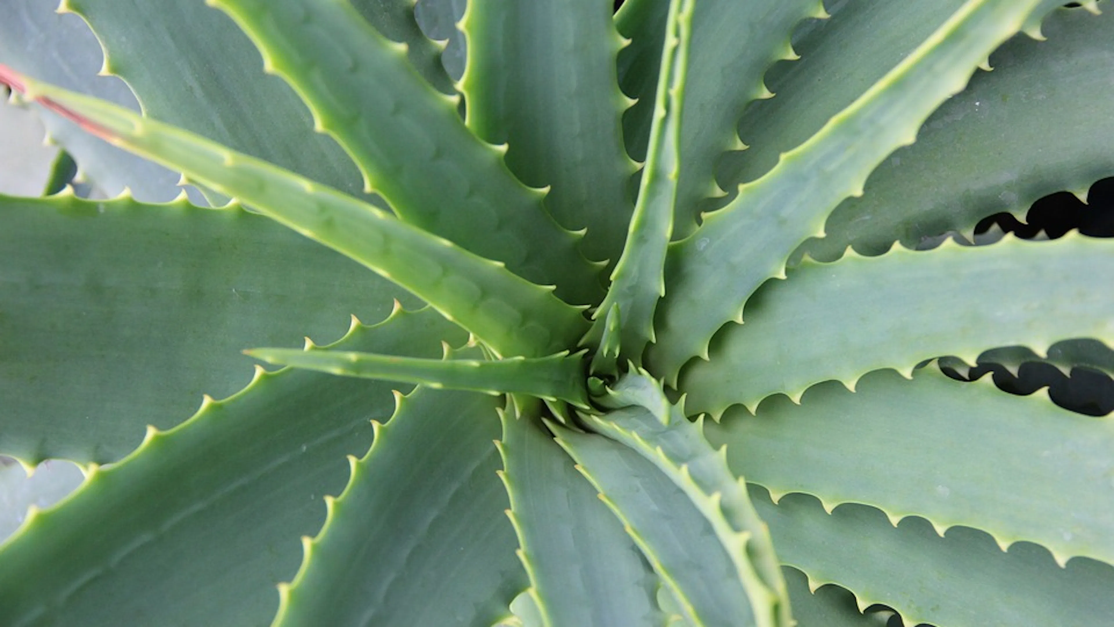 A close up view of the middle of an aloe vera plant with spikes along the ridges