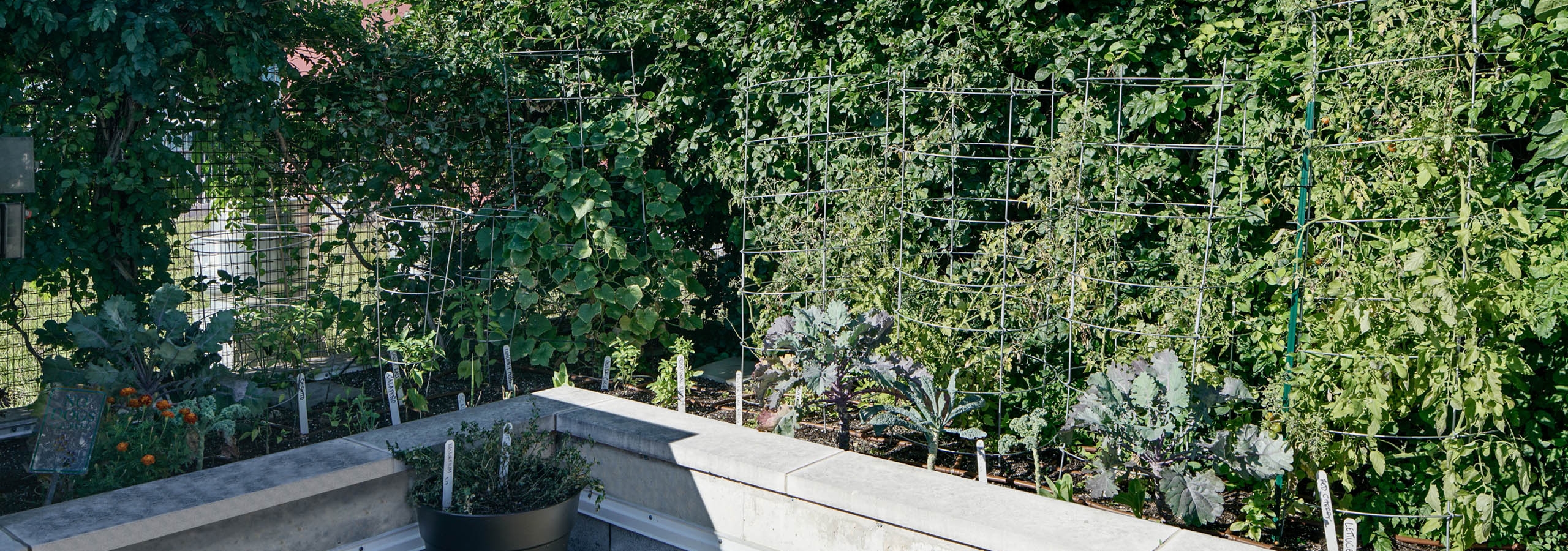 Vibrant organic garden on rooftop of AMLI 900 apartment community surrounded by a blue sky and neighboring high rise building