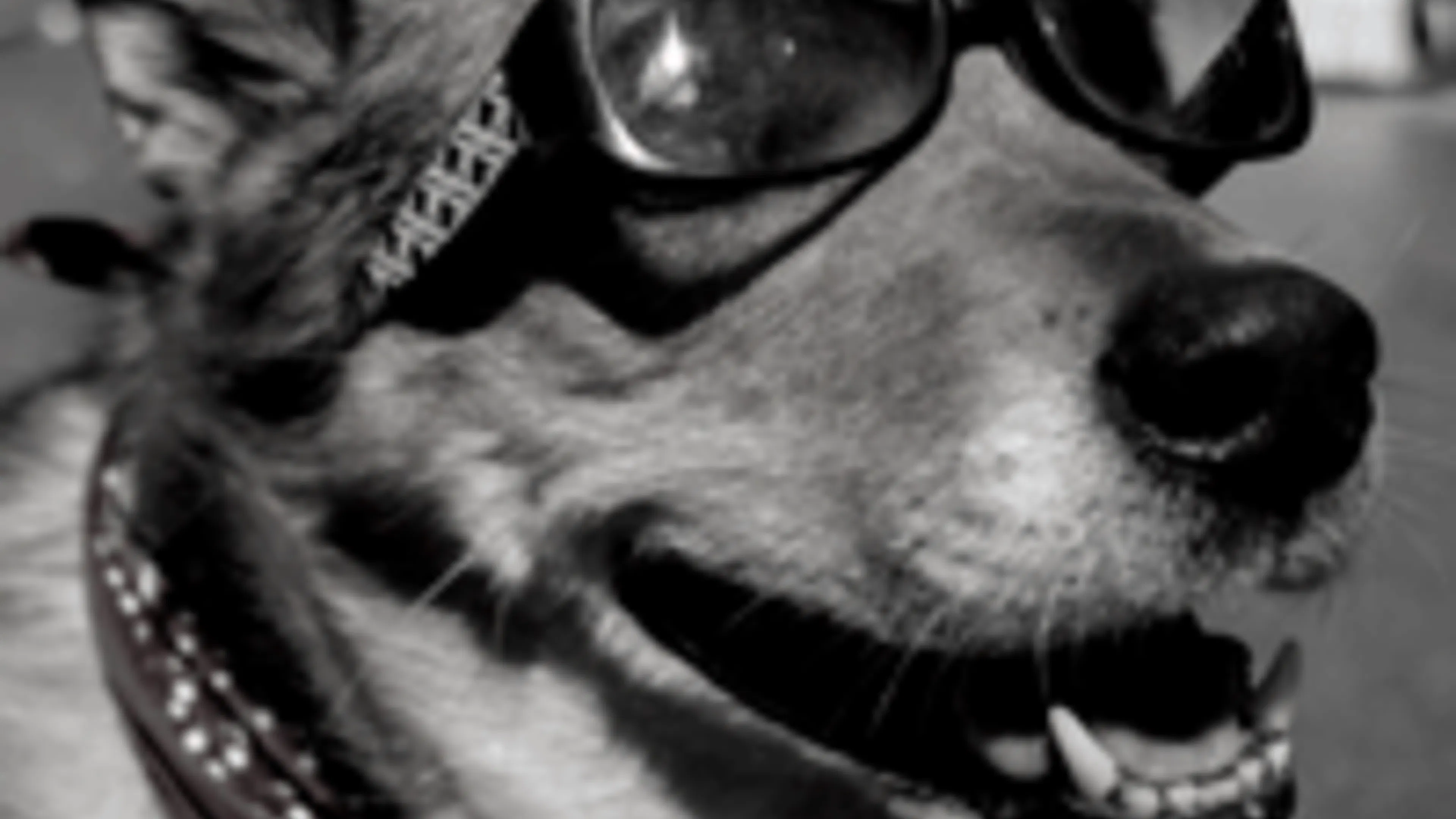 LA's 3rd annual southern california doggie street festival