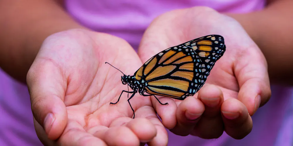 What You'll Find at the Butterfly Pavilion