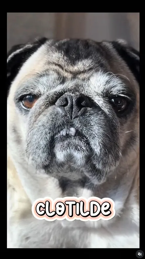 Close up on a pugs face with text "Clotilde"