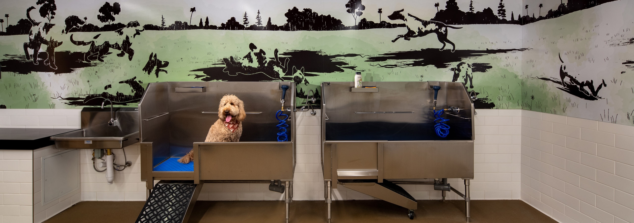 Interior of pet spa with two stainless steel washing stations and sink and a dog posing for picture at AMLI Old Pasadena