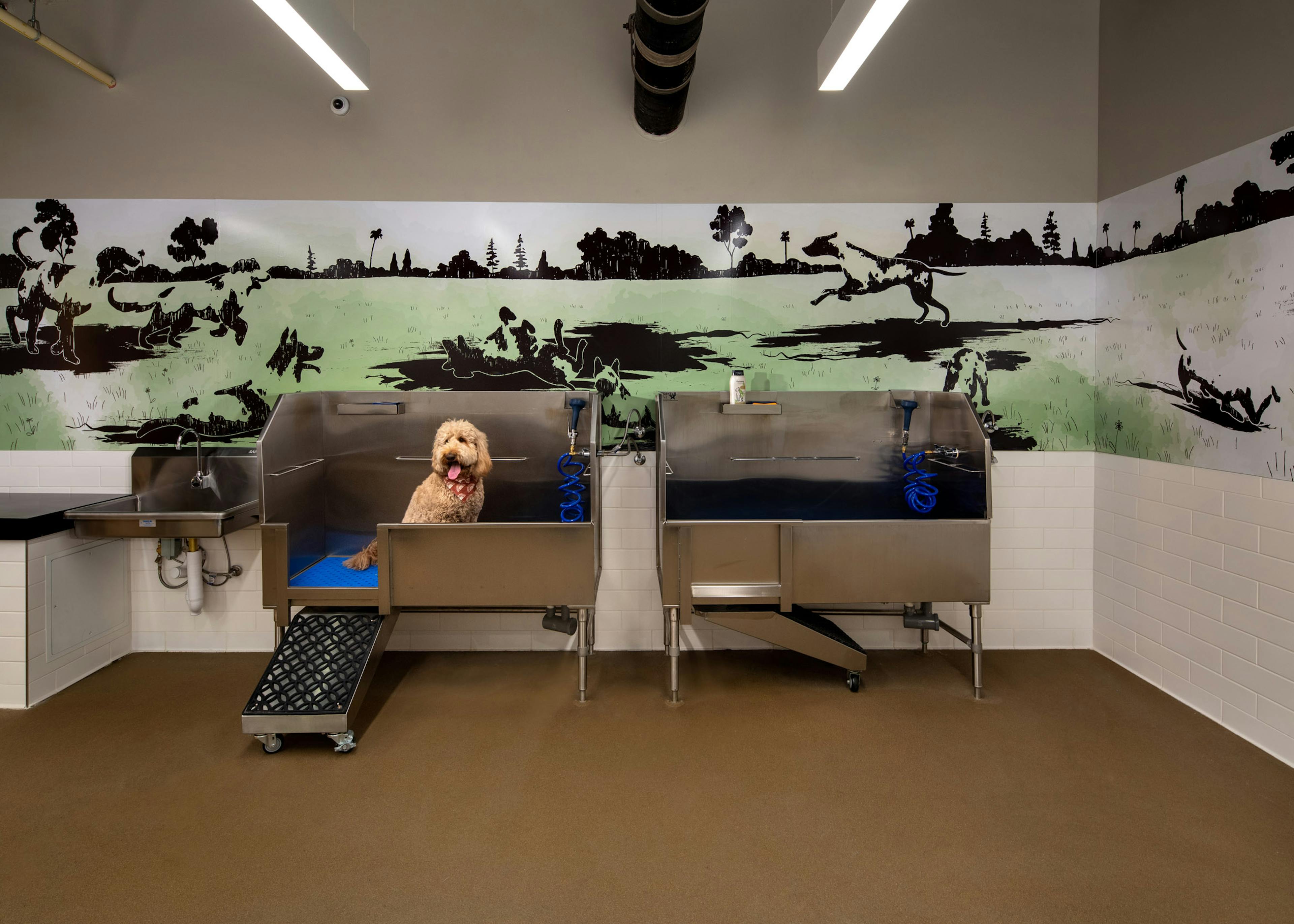 Interior of pet spa with two stainless steel washing stations and sink and a dog posing for picture at AMLI Old Pasadena