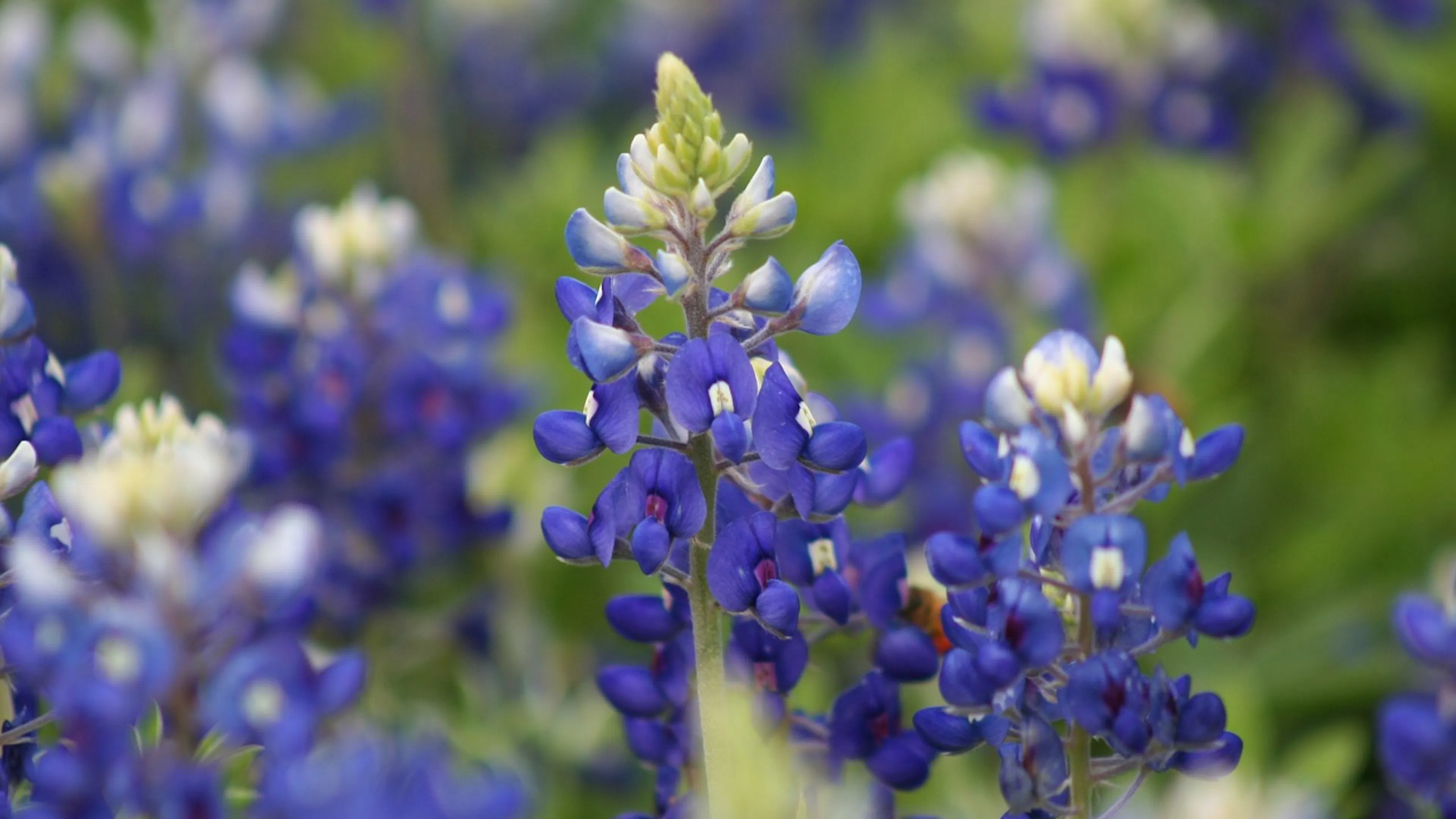 A close up of a Texas bluebonnet against a field of bluebonnets and greenery