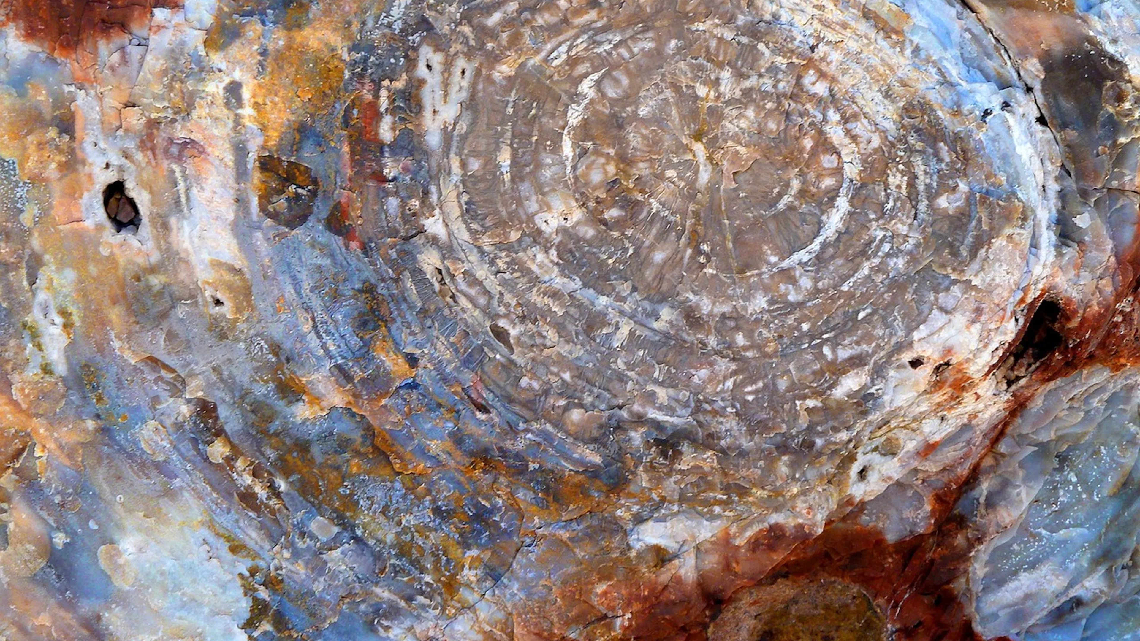 A close up image of a petrified tree ring with minerals hardened into sheets over the old ring center