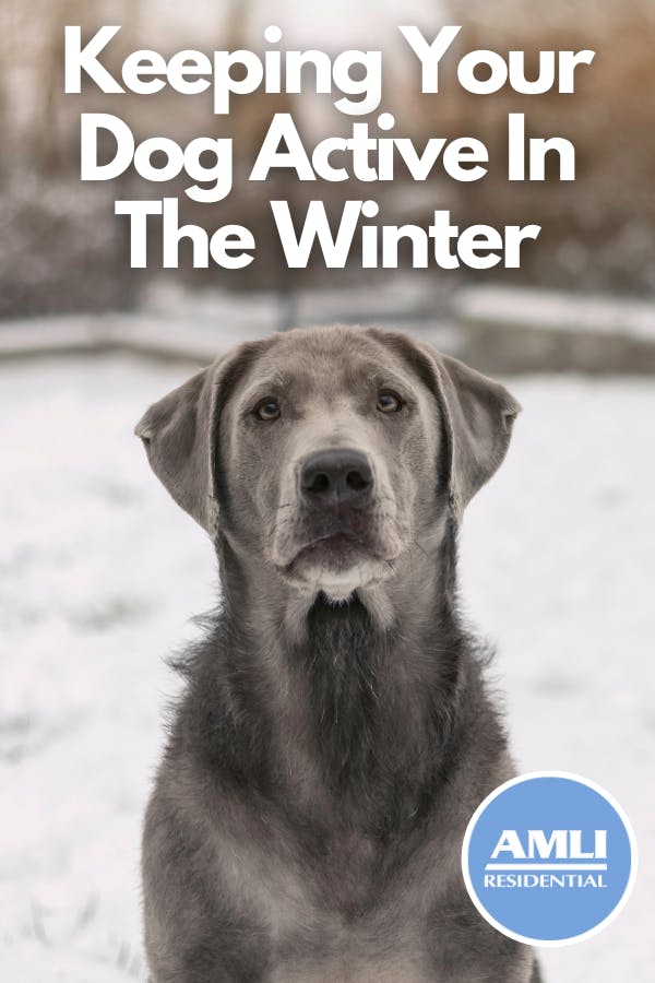 do dogs have less energy in the winter