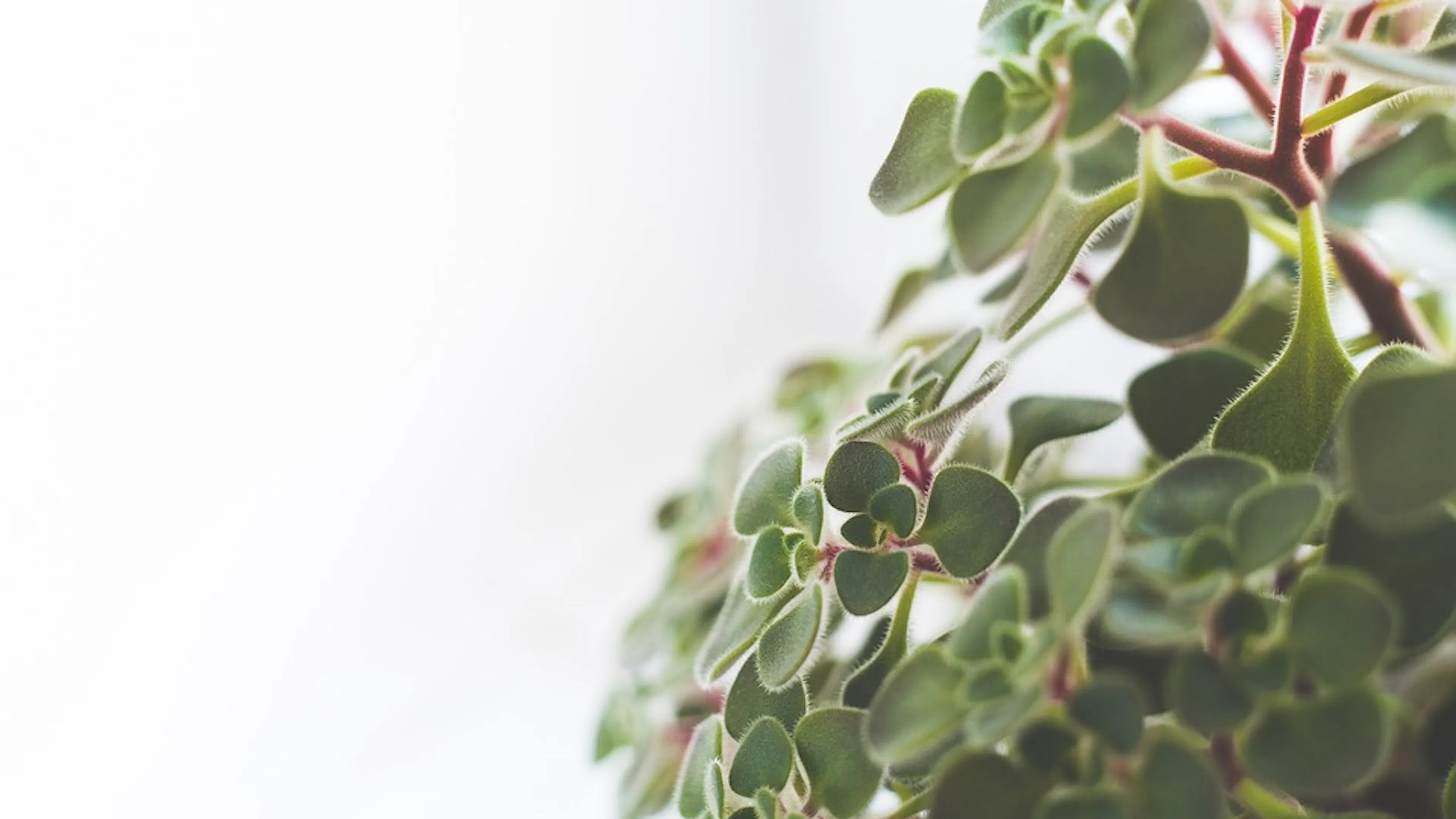 A close up of a succulent plant with many leaves against a white background