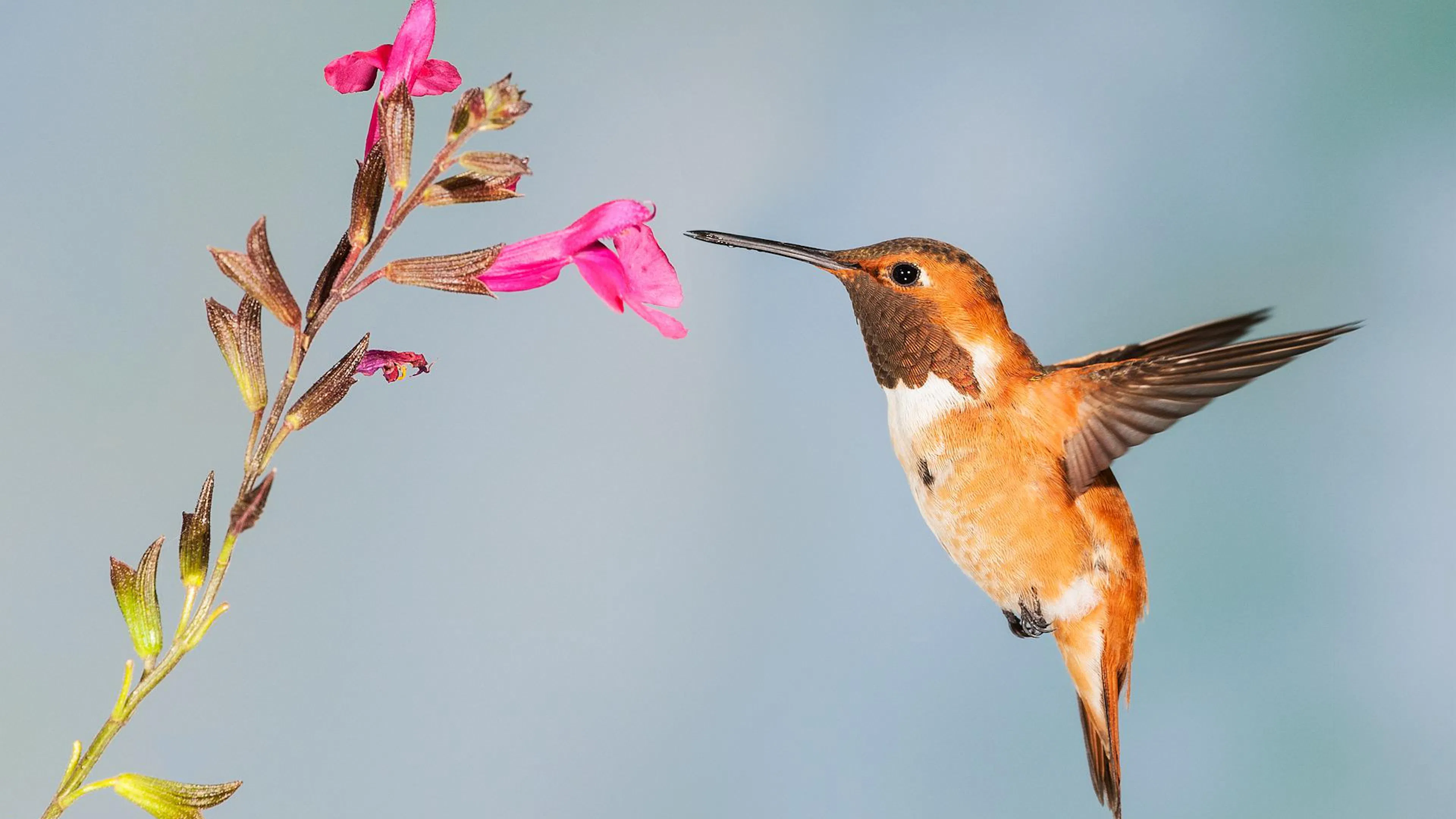 A small brown and orange hummingbird drinking nectar from a pink wildflower