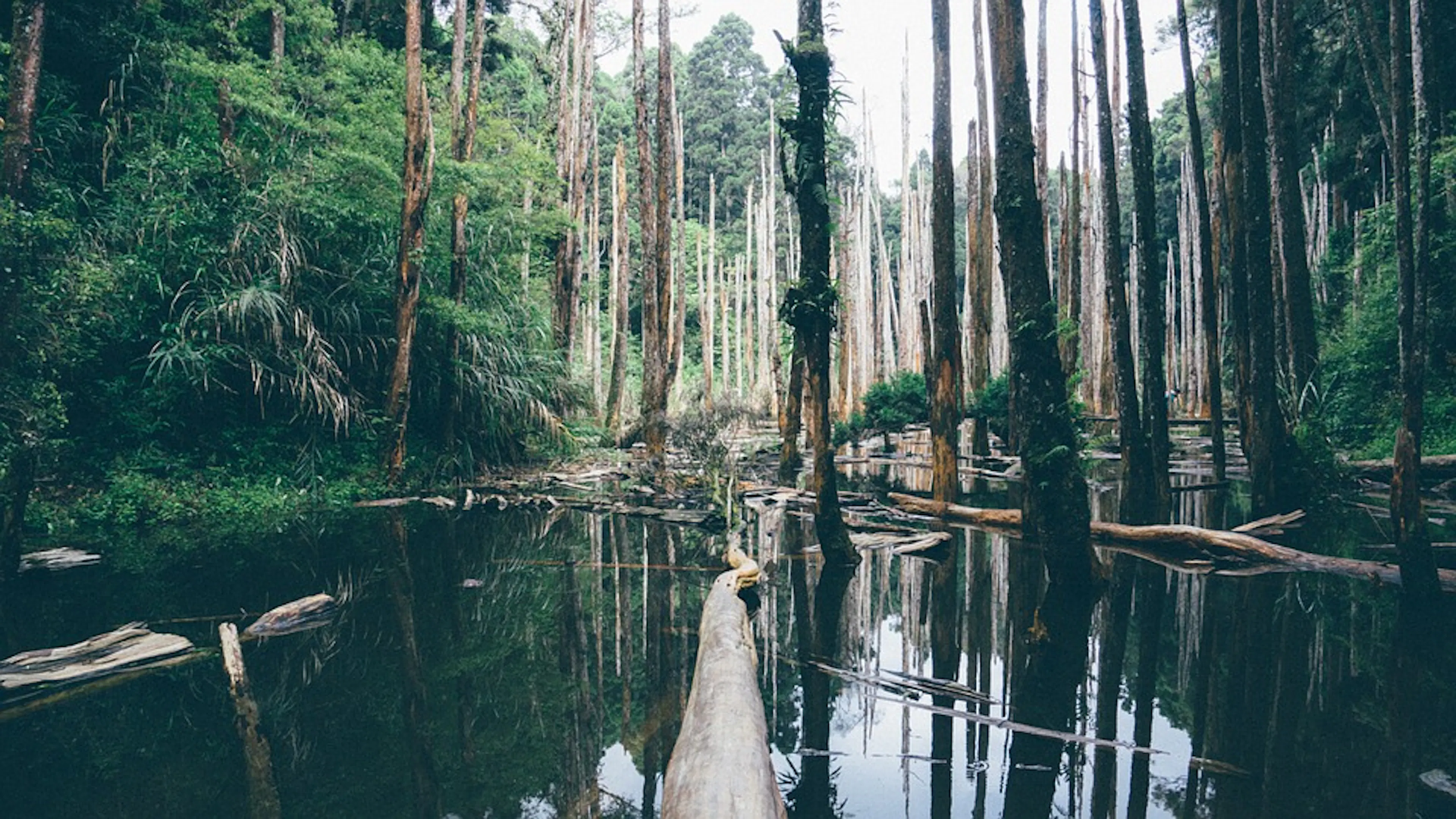 A shaded wetland marsh with tall cypress trees sticking out of the water