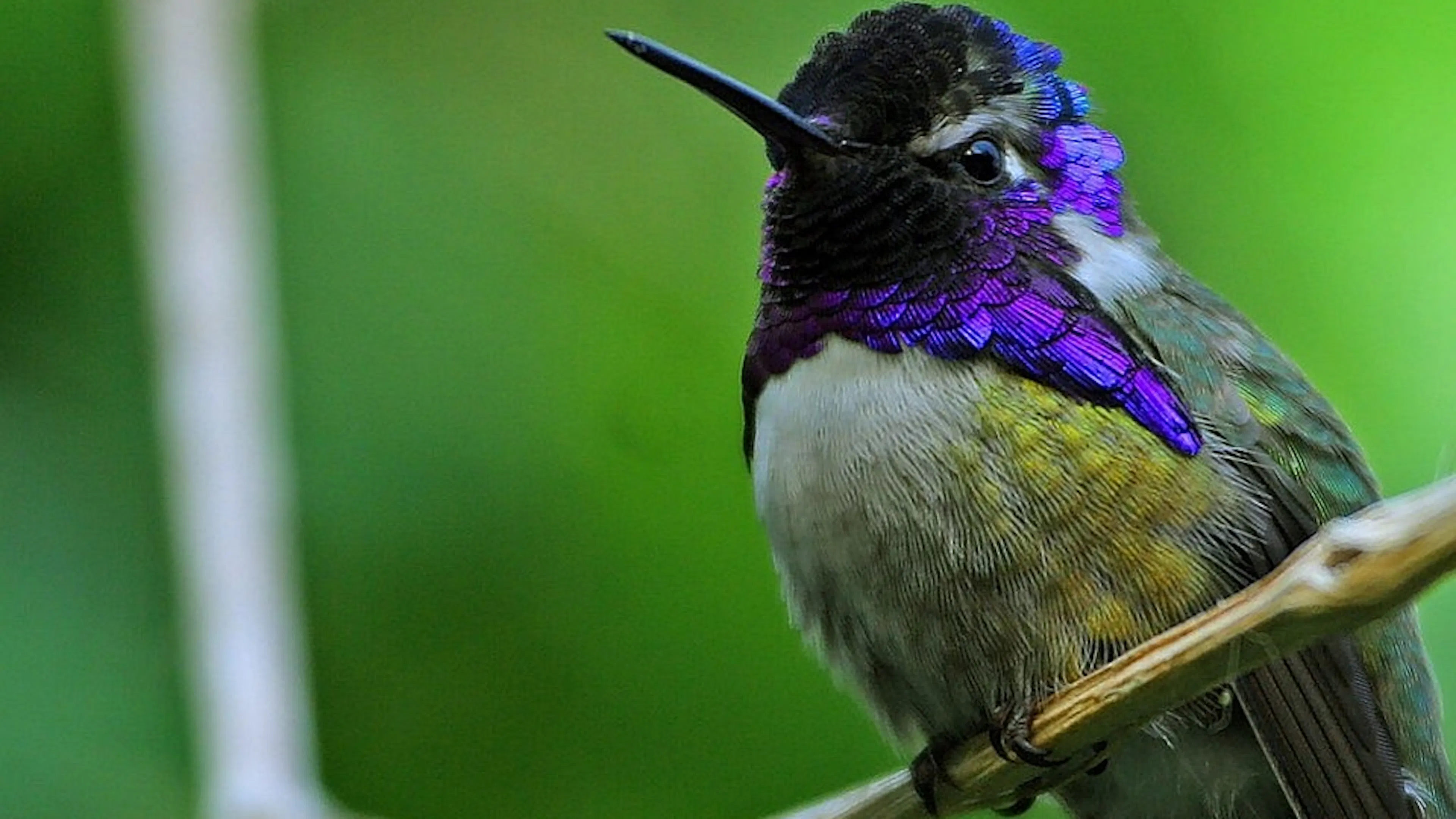 An extreme close up of a small green hummingbird with striking purple feathers on its neck and face