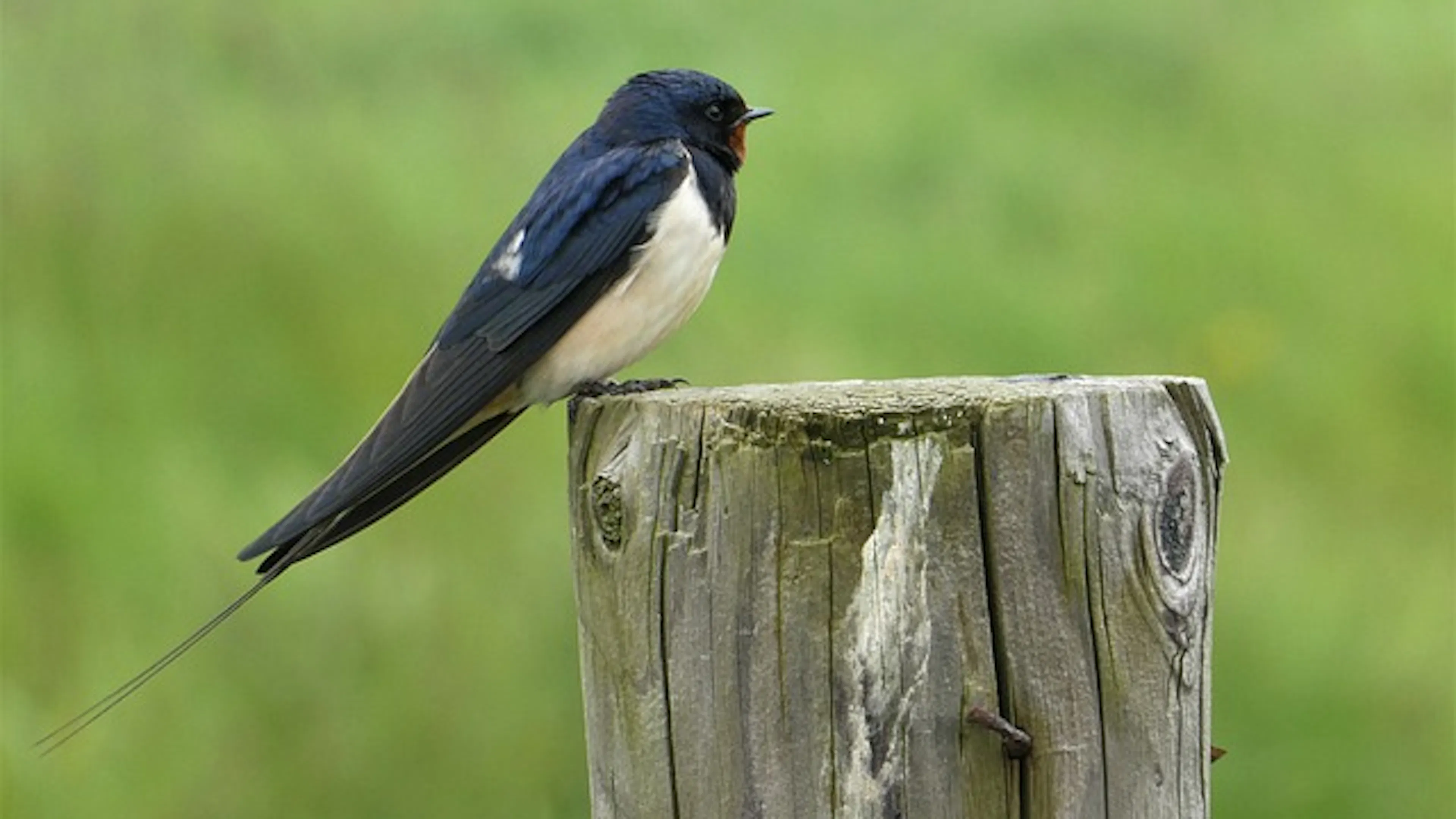 A barn swallow resting on a small tree stump with green foliage in the background