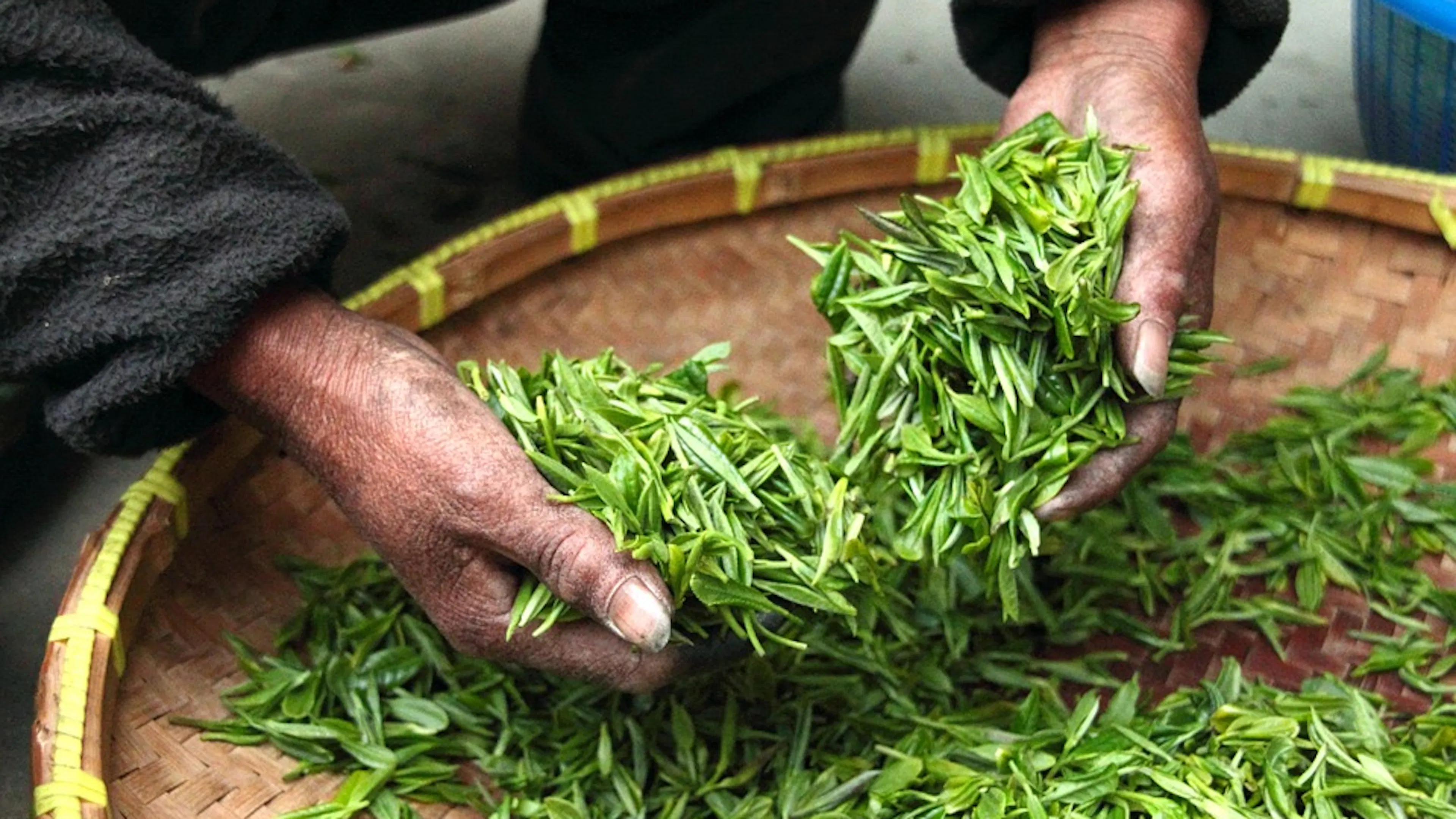 A person's hands tossing green tea leaves in a shallow wicker basket