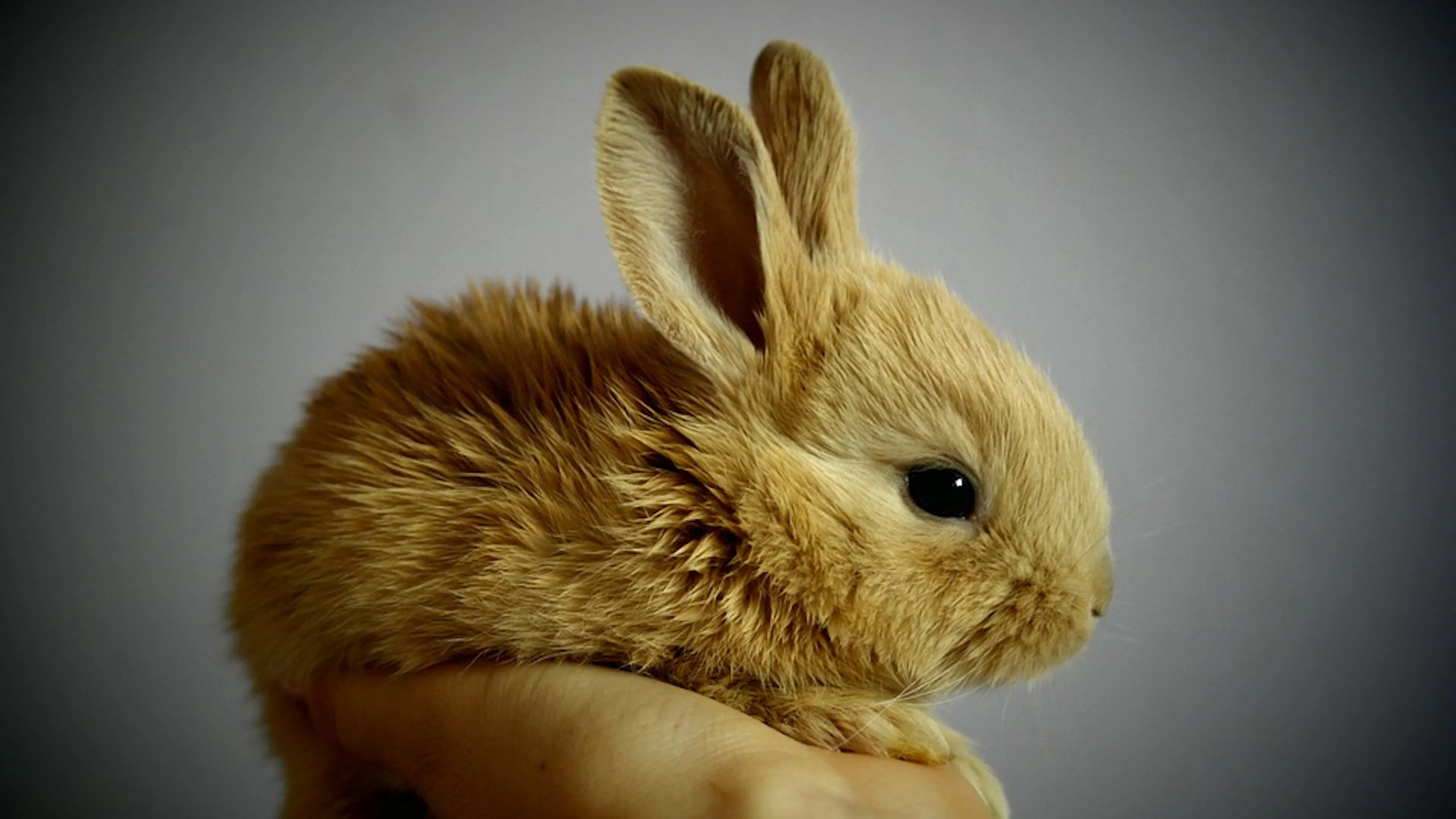 A small beige bunny that is extremely fluffy and cute curled up in someones hand