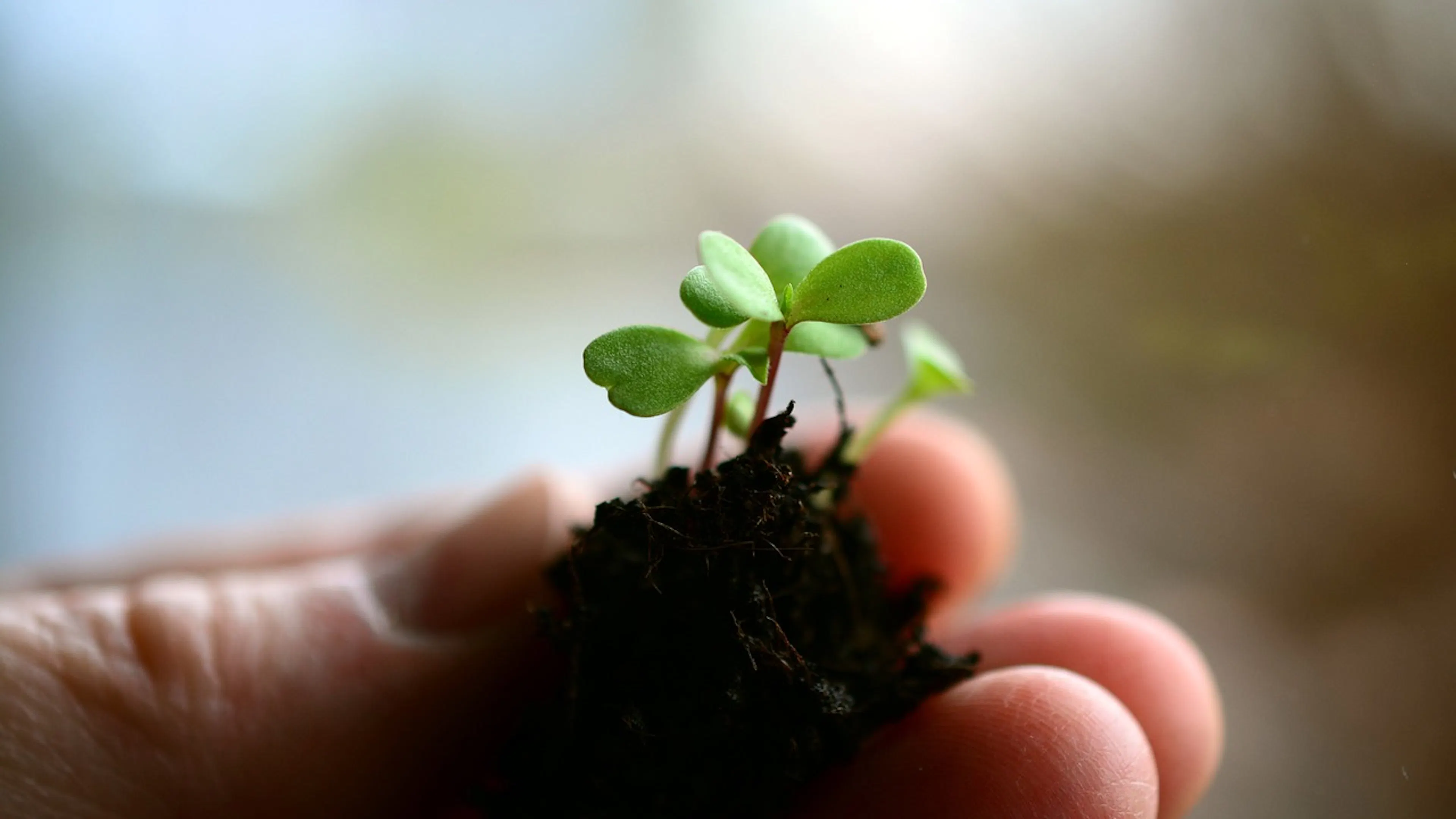 A close up of a persons hand holding a tiny amount of soil with a small green sprout growing out of it