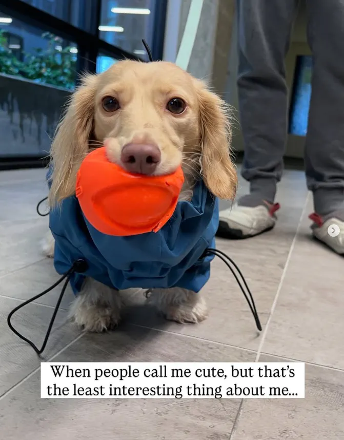Weiner dog in blue jacket holding an orange ball