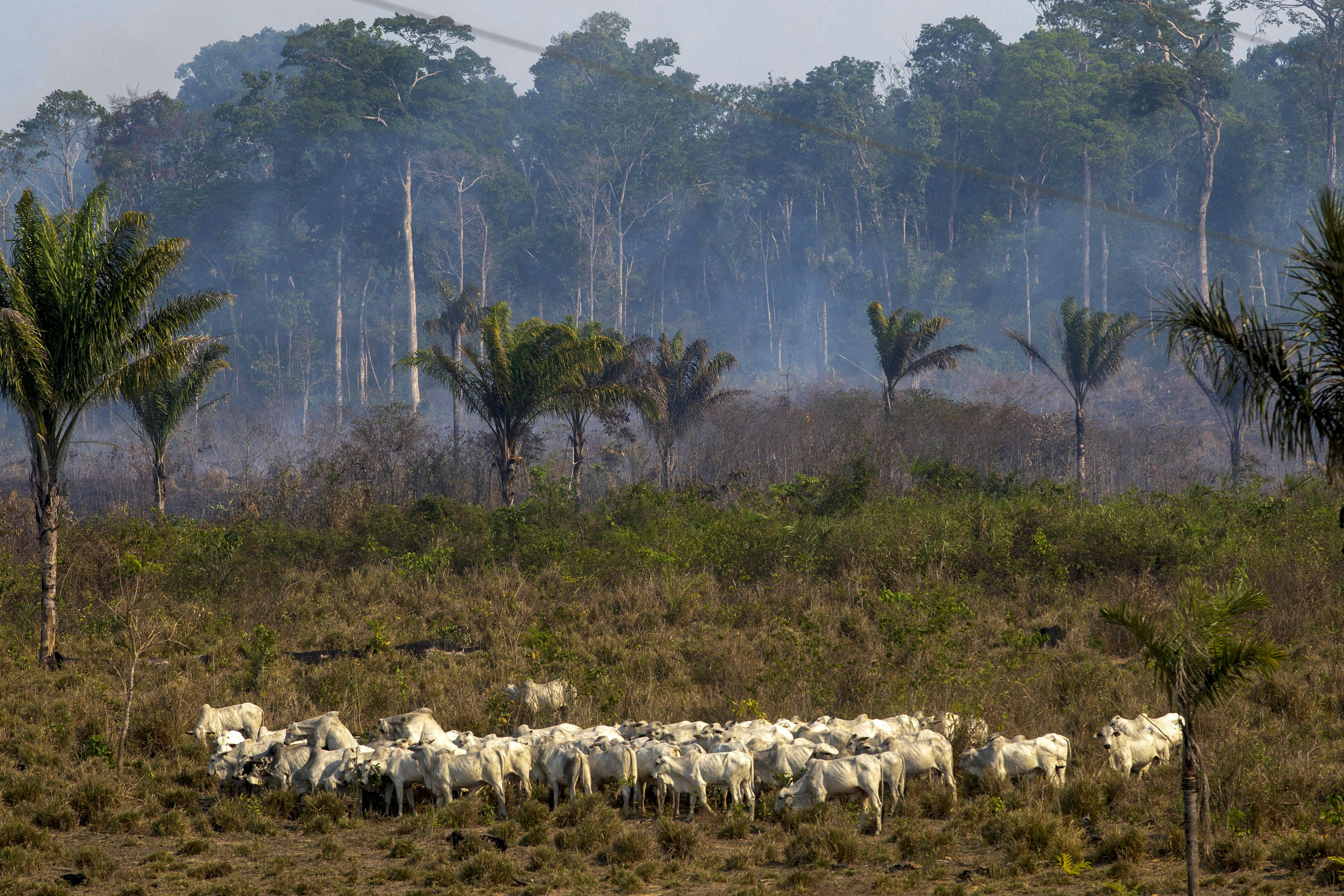 Un géant de la viande contribue à des violations de droits humains en Amazonie