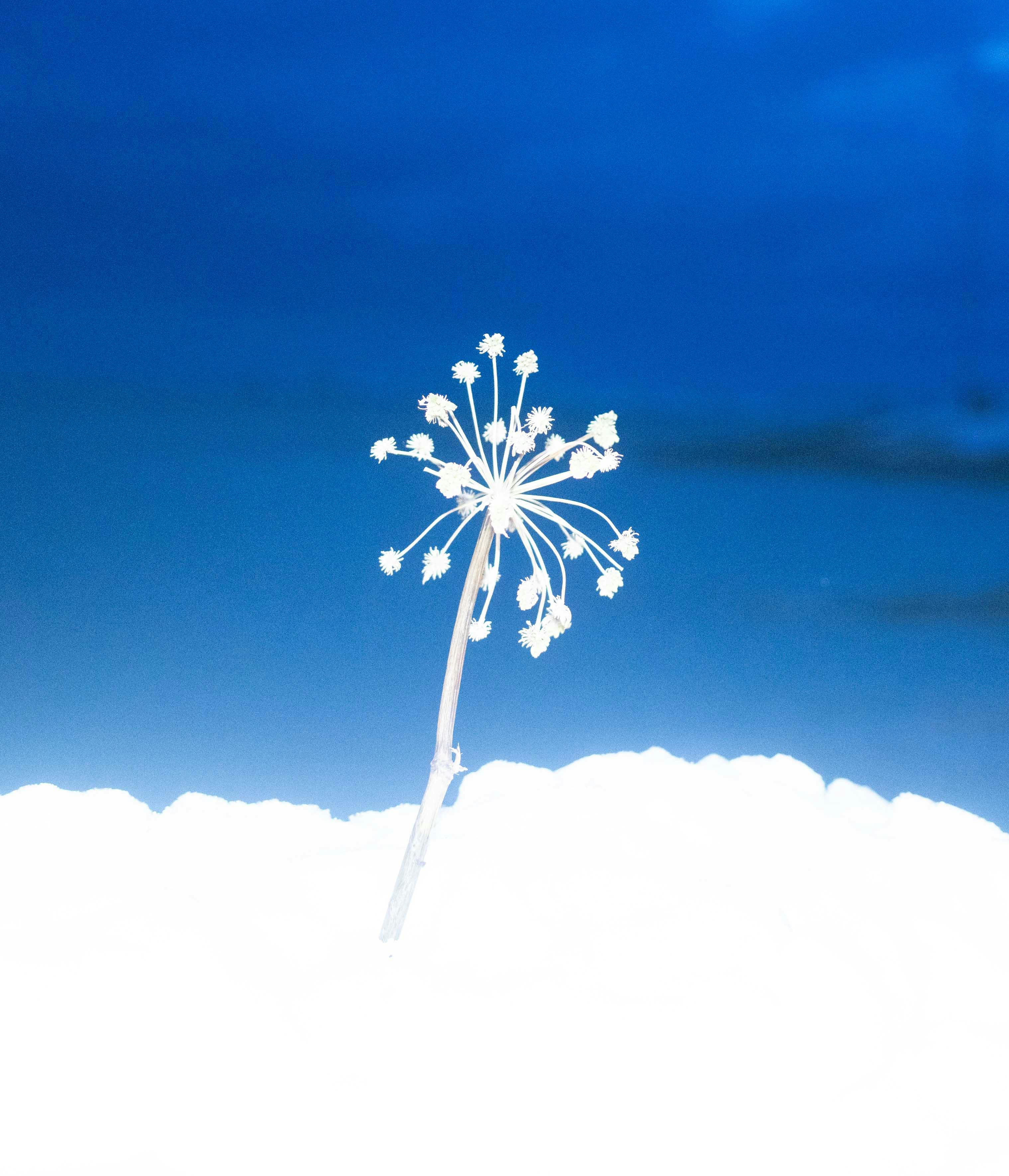 Issue de la série « Spiralkampagnen, stérilisation forcée des femmes inuites ».
© Juliette Pavy / Hors Format