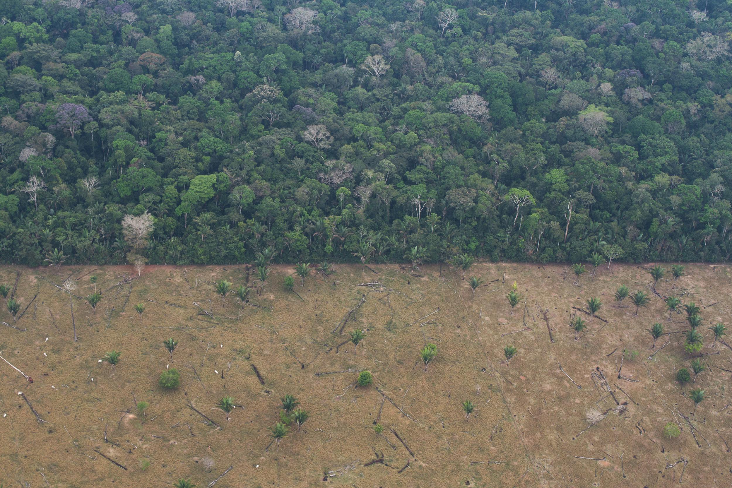 Déforestation en Amazonie 