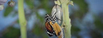 Perché il cambiamento è l'essenza della vita