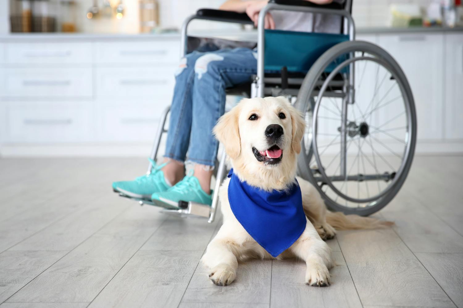 why do service dogs cost so much