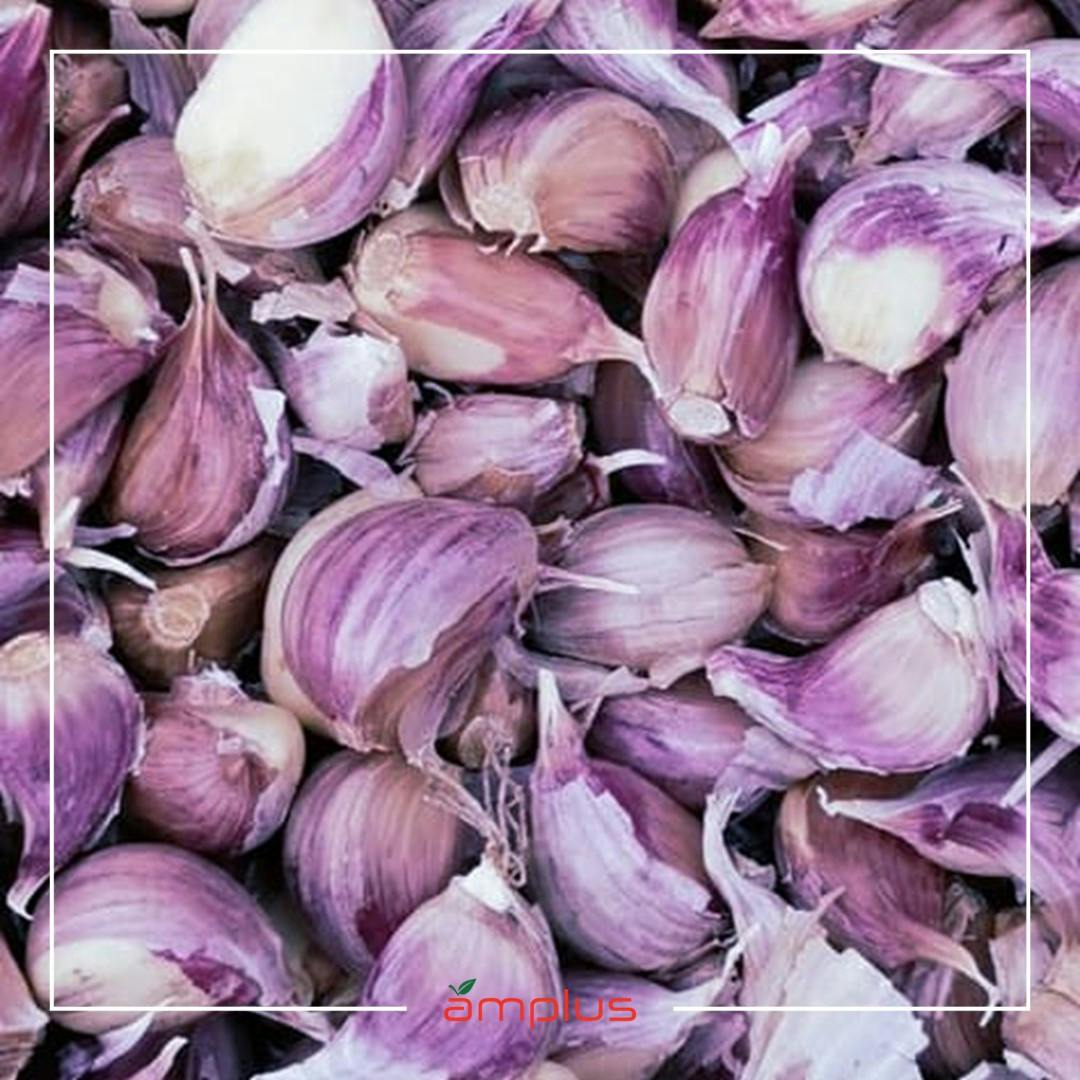 AMPLUS Galician Garlic is good for you