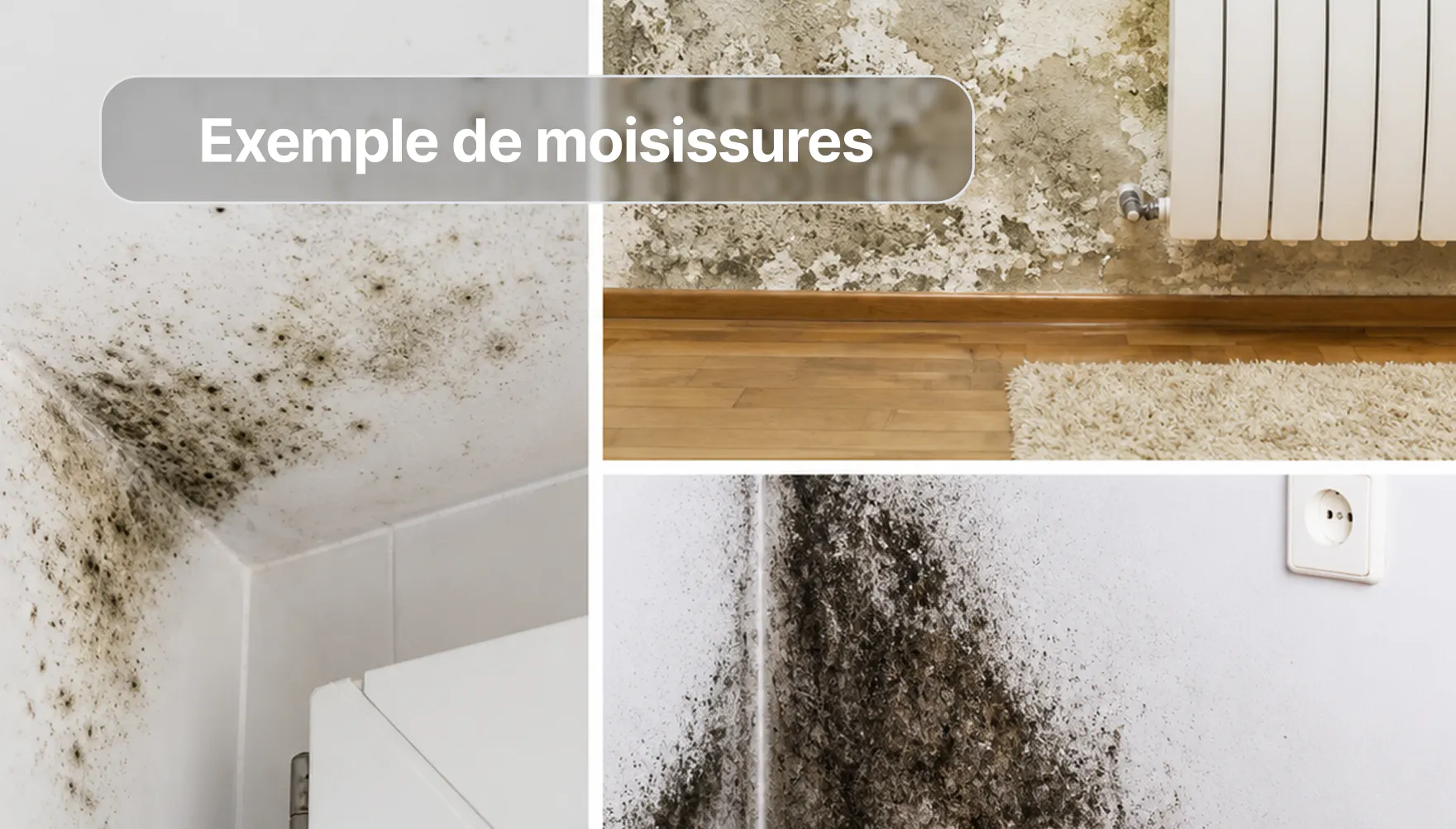 Exemple de moisissures