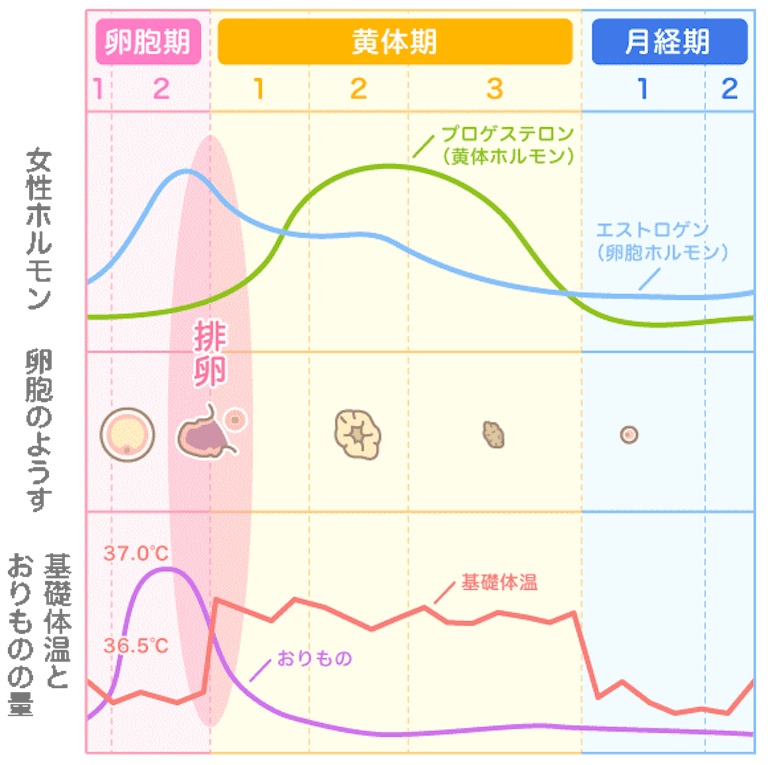 ユーザーの声と大量のデータで女性をサポート 生理の常識をアップデートする ルナルナ が目指すもの アンドエンジニア