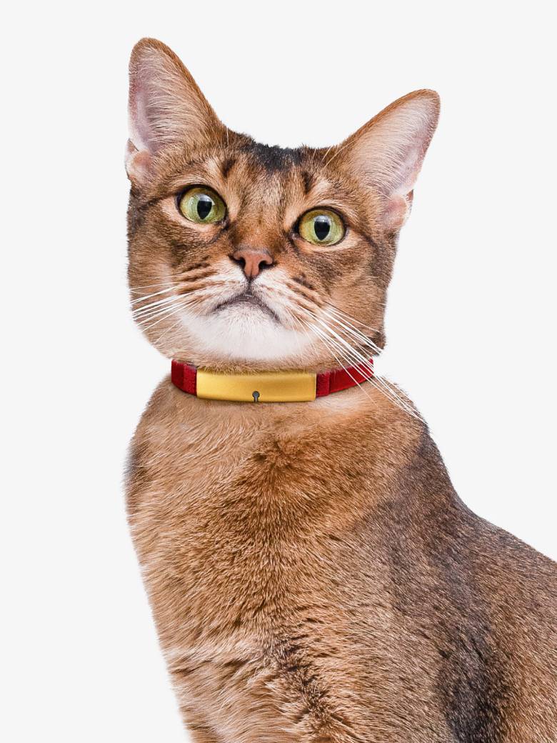 すべては、猫様のために。」 バイオロギングと機械学習で猫様と