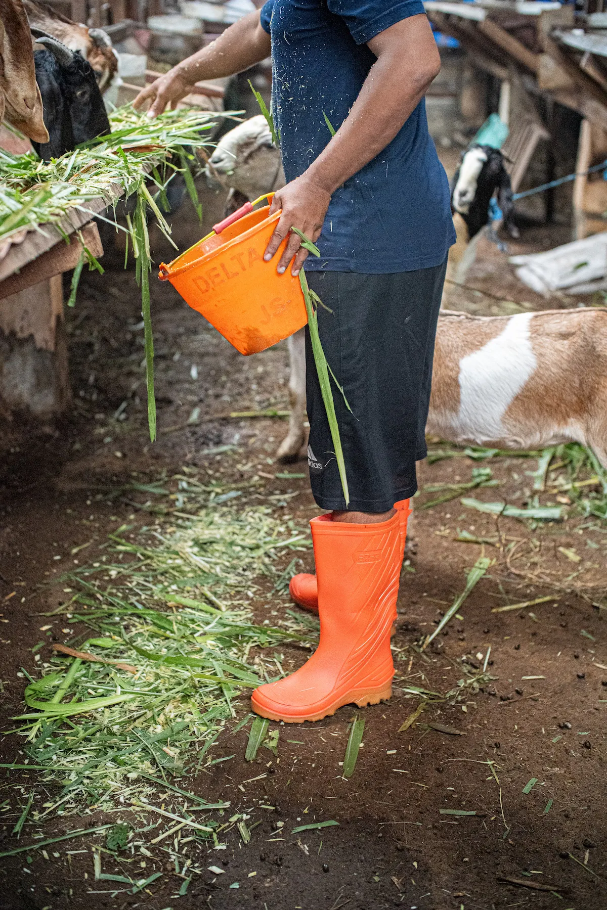 Ando Boots Peternakan