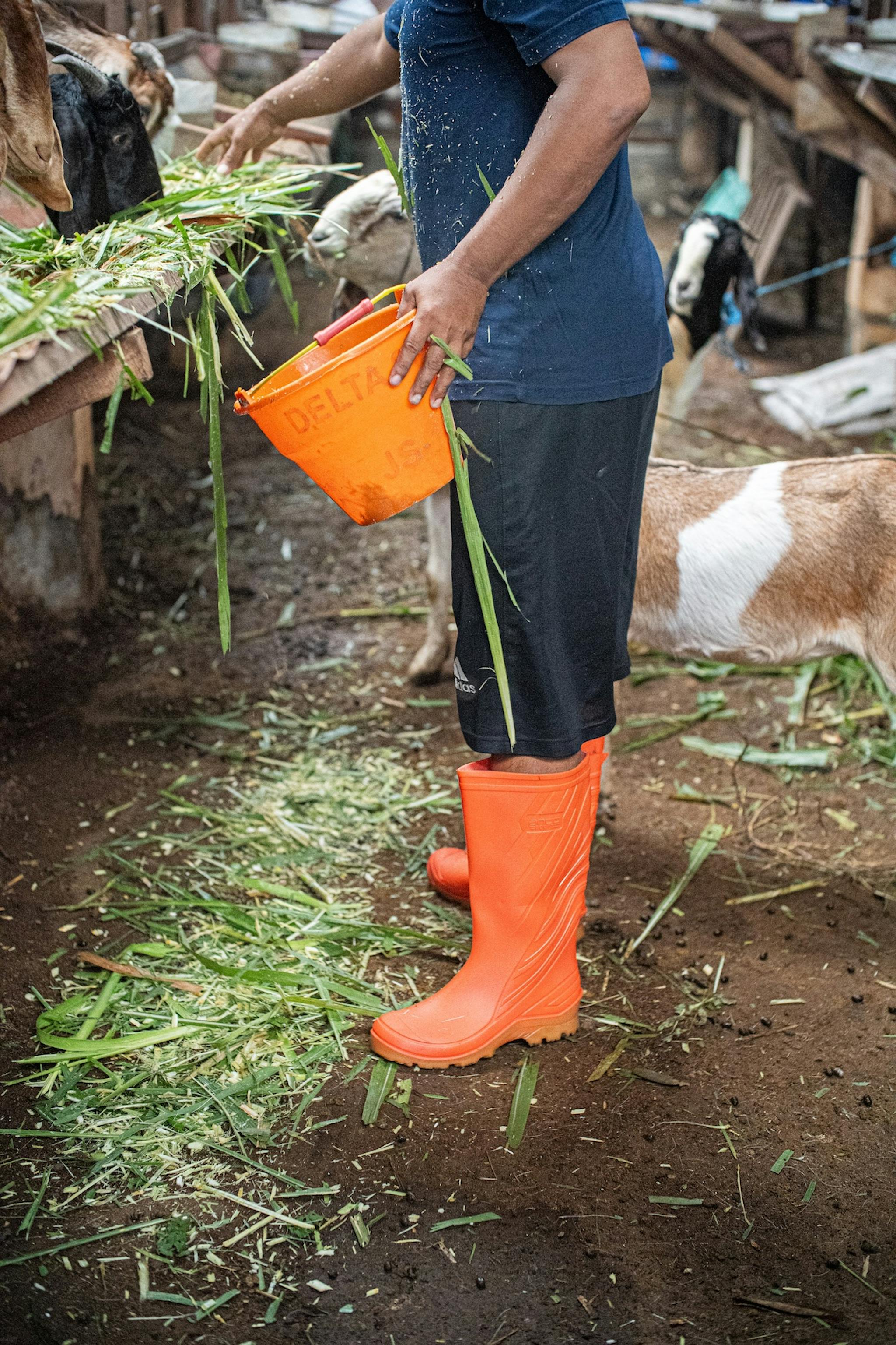 Ando Boots Peternakan