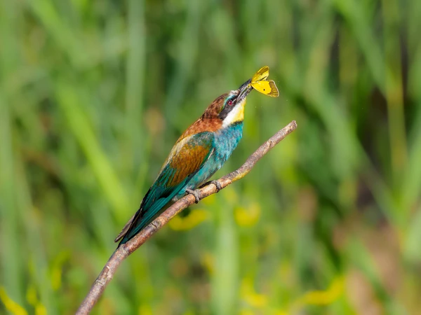 Bee-eater