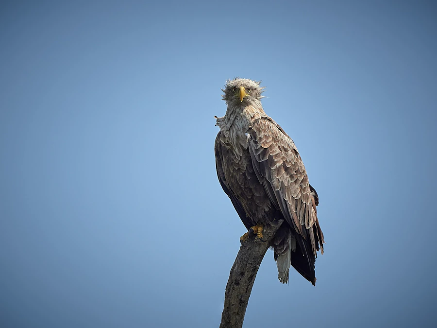 White Tailed Eagle