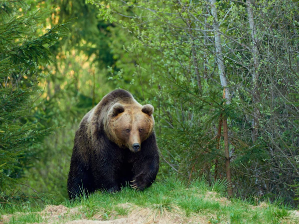 Brown Bear