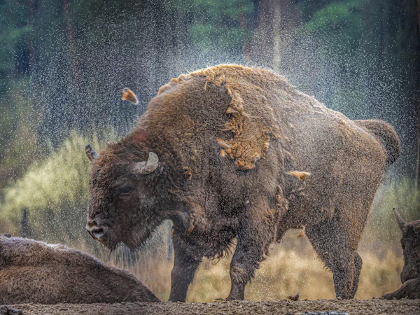 European Bison