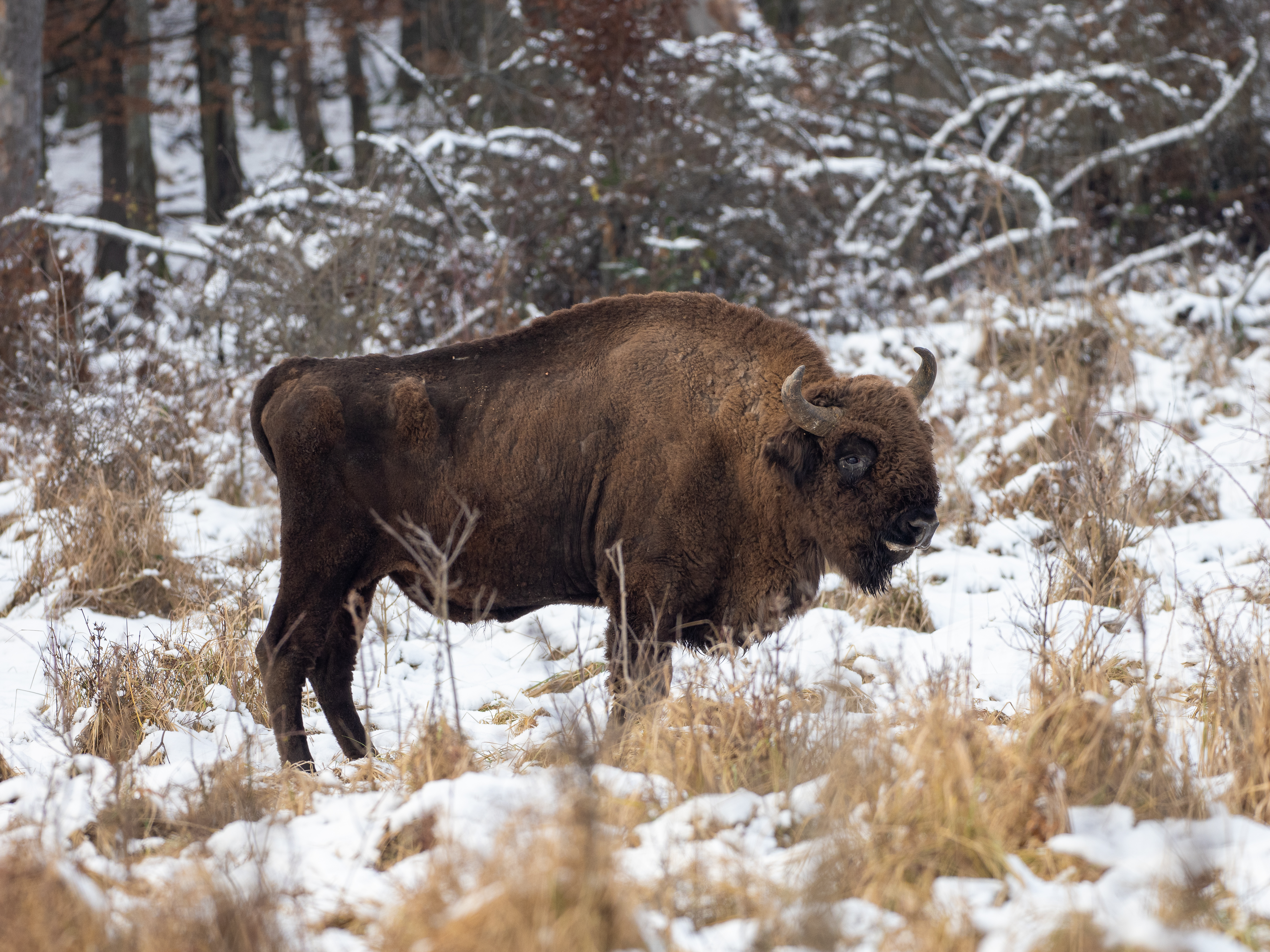 European Bison