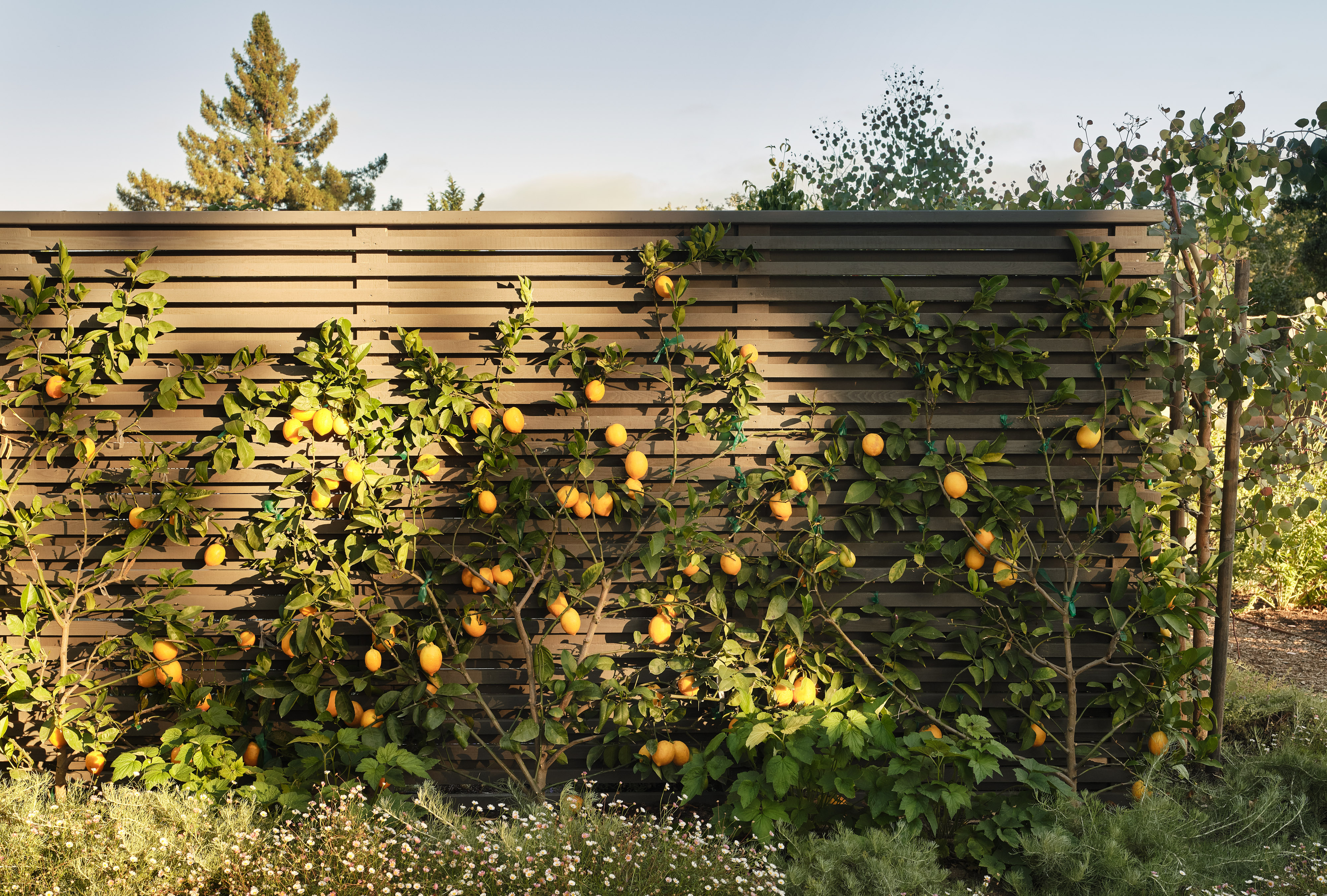 Andrew-Mann-Architecture-California-Sonoma-Retreat-Exterior-iii