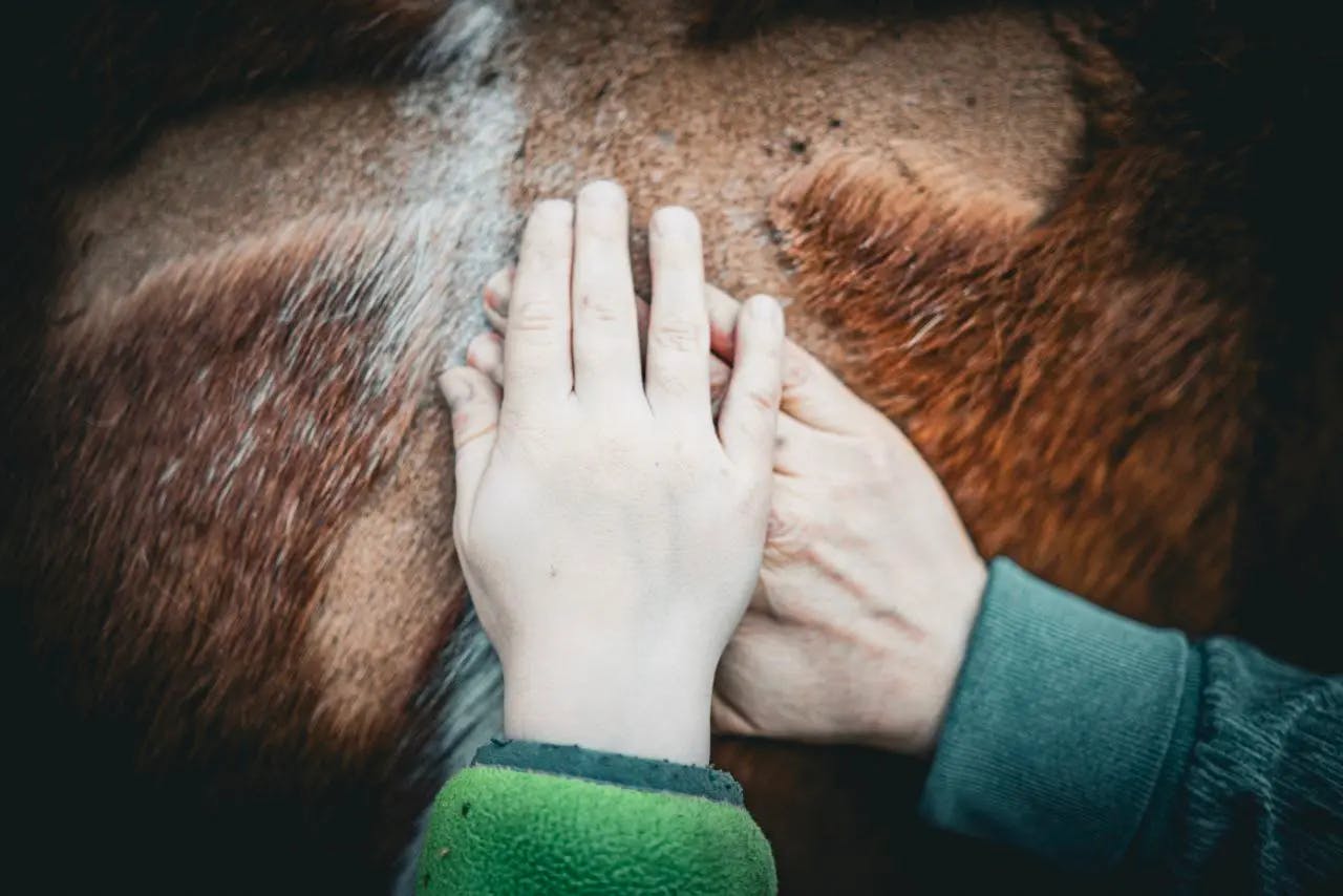 Zwei Hände streicheln ein Tier