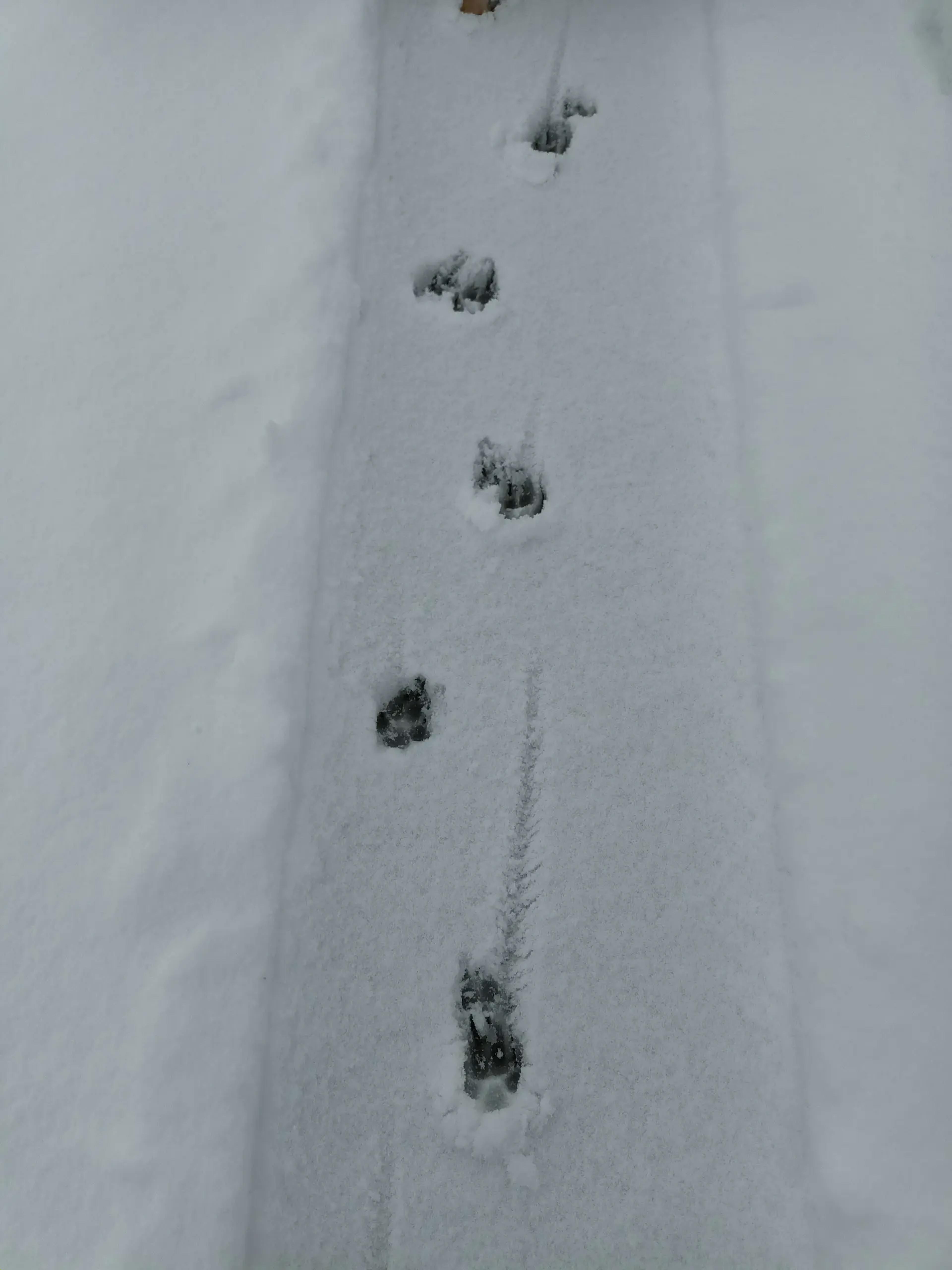 Schneespuren