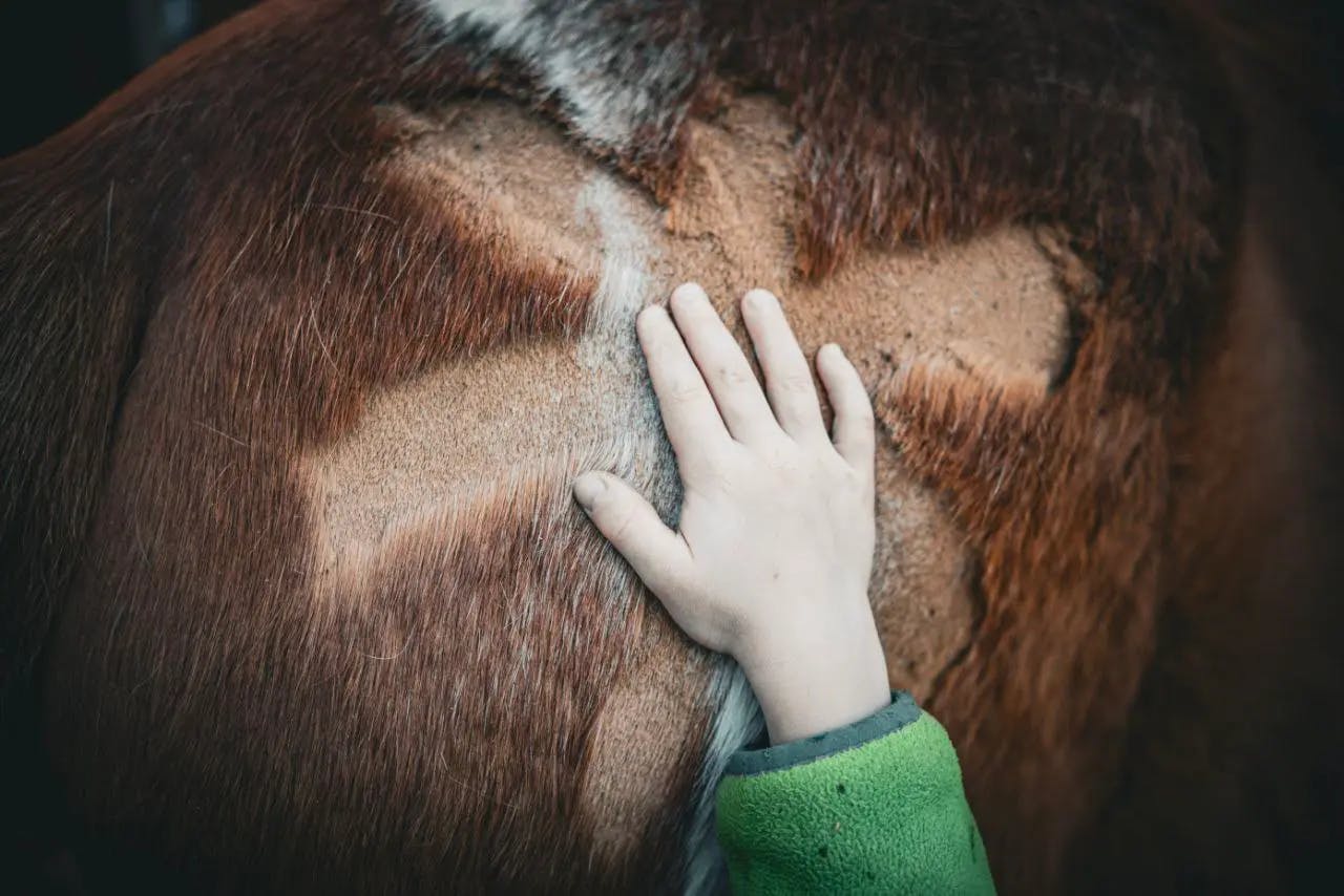 Eine Hand streichelt ein Tier mit geschorenem Fell