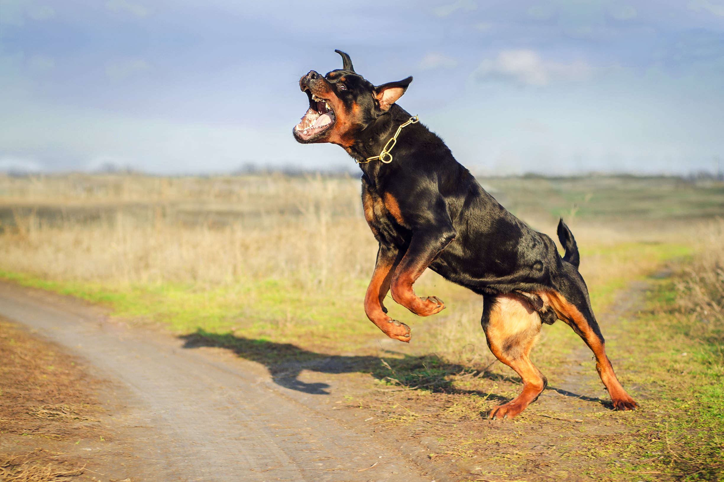 Pourquoi mon chien aboie-t-il quand il est seul?  Animalia