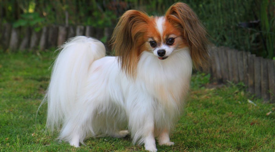 Epagneul Nain Continental Papillon Animalia Epagneul Nain Continental Papillon Animalia