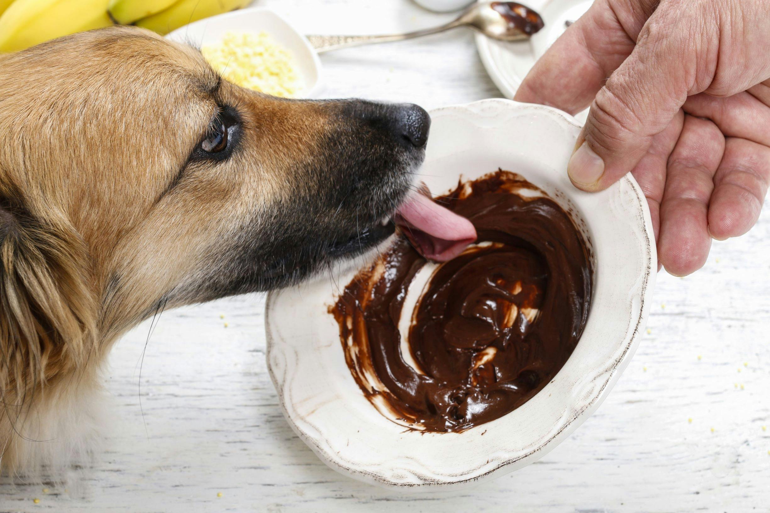 Chiens Chats Chocolat Animalia Chiens Chats Chocolat Animalia