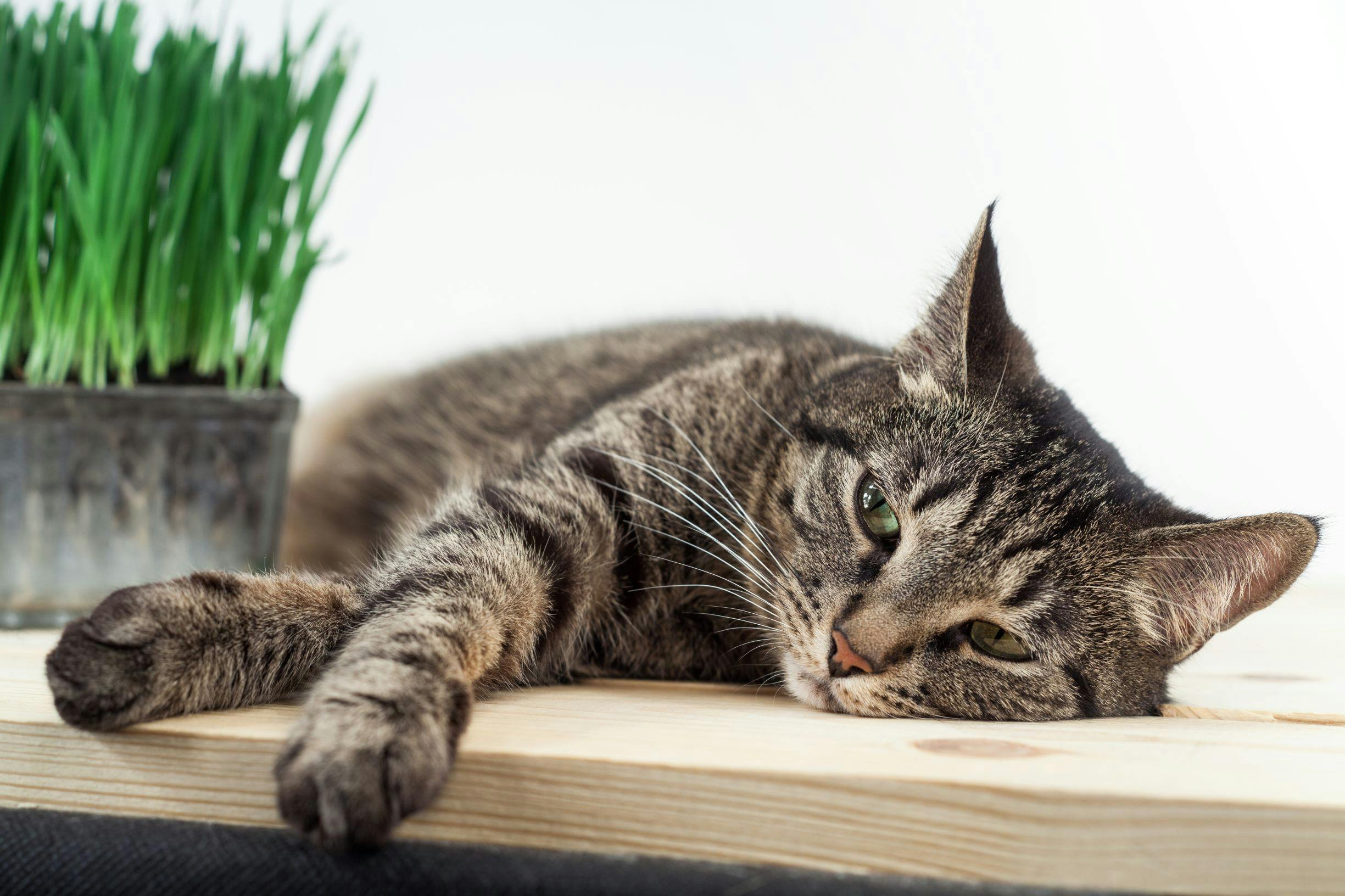 Le Fibrosarcome Felin Animalia Le Fibrosarcome Felin Animalia