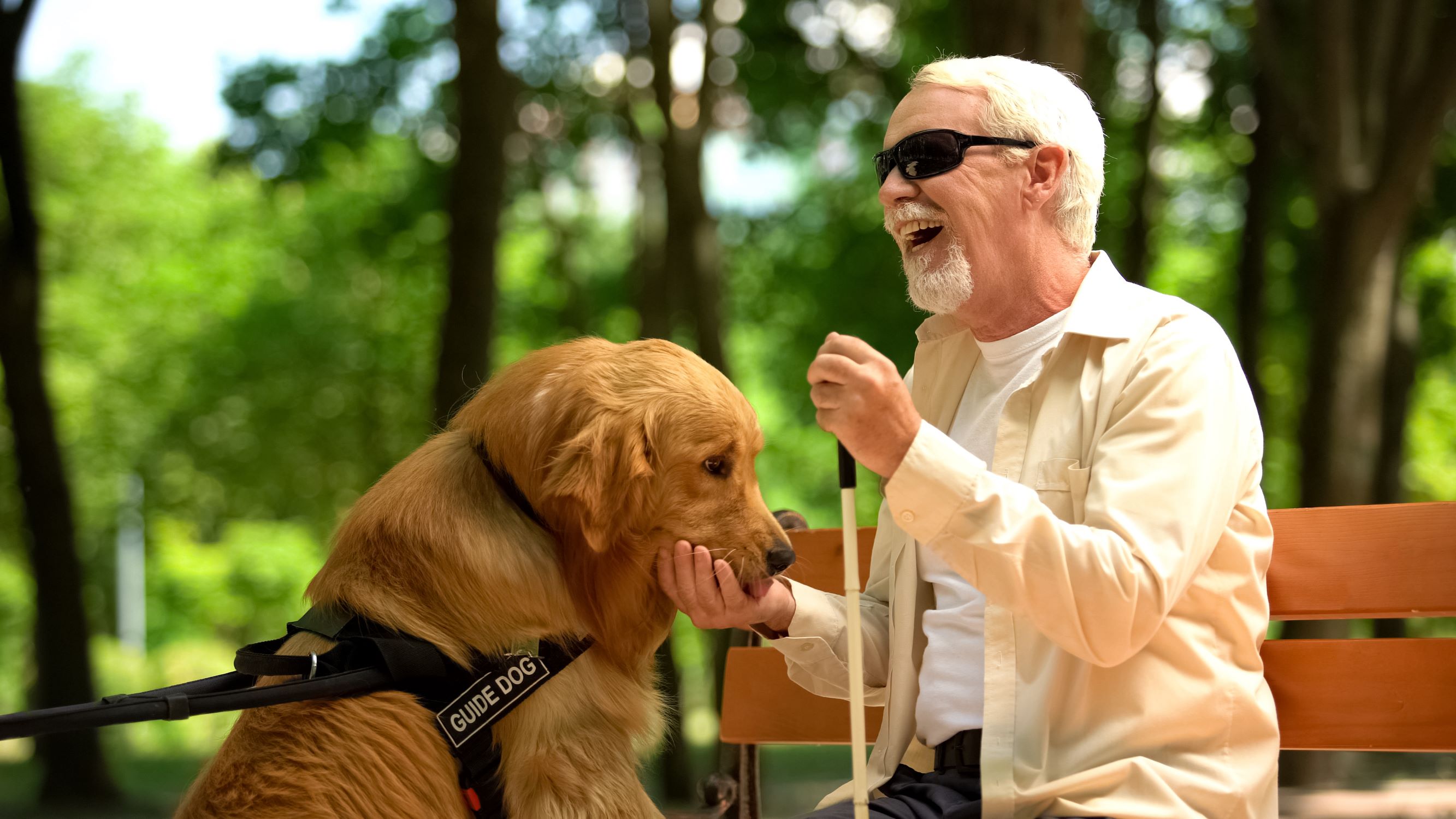 Quels sont les différents chiens du0027utilité/de travail ?  Animalia