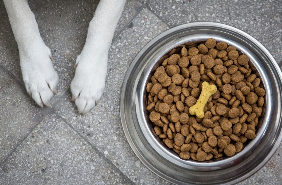 Comment bien conserver les croquettes de mon chien et chat 