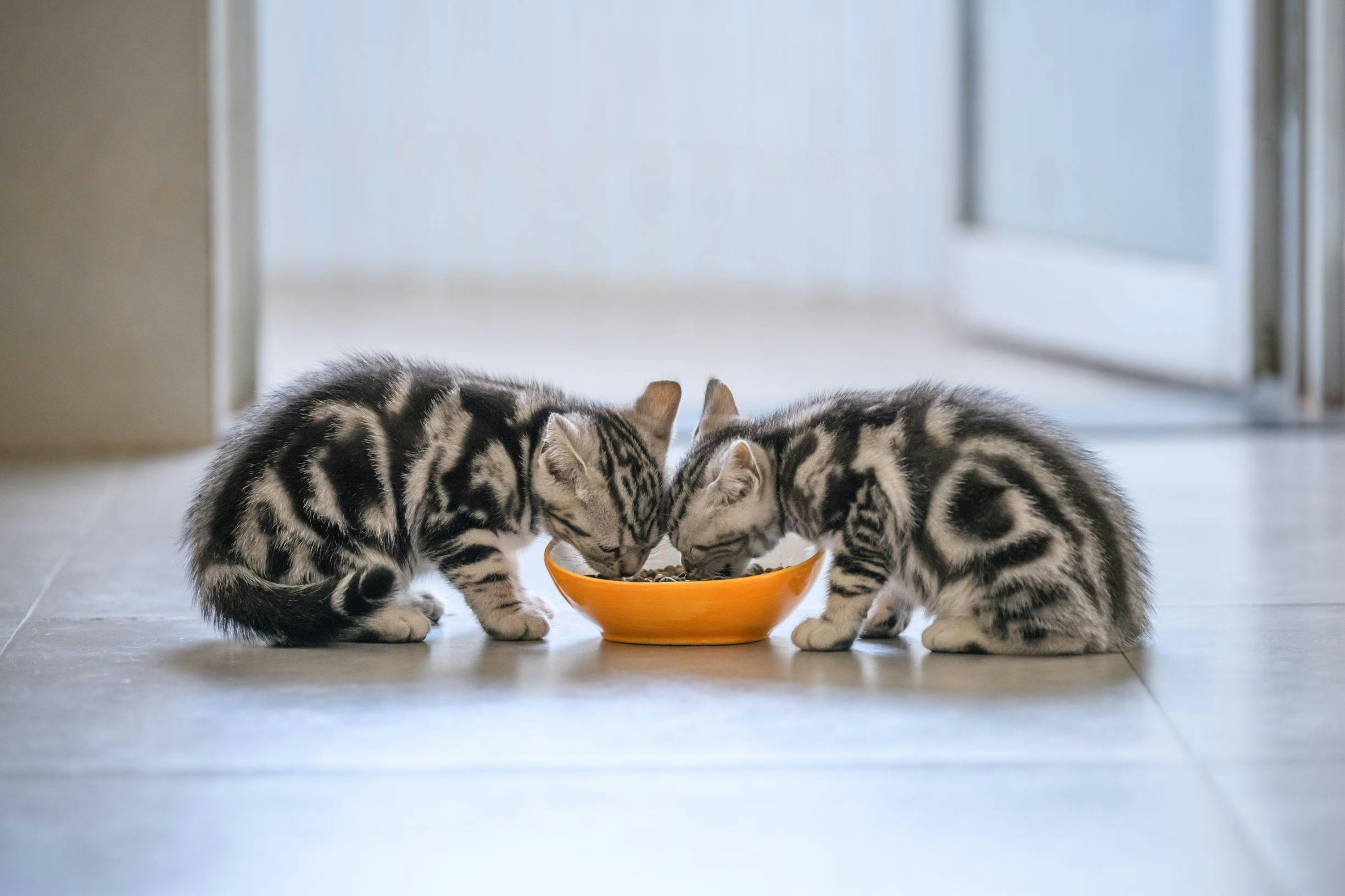 Alimentation Du Chaton Besoins Nutritionnels Animalia Alimentation Du Chaton Besoins Nutritionnels Animalia